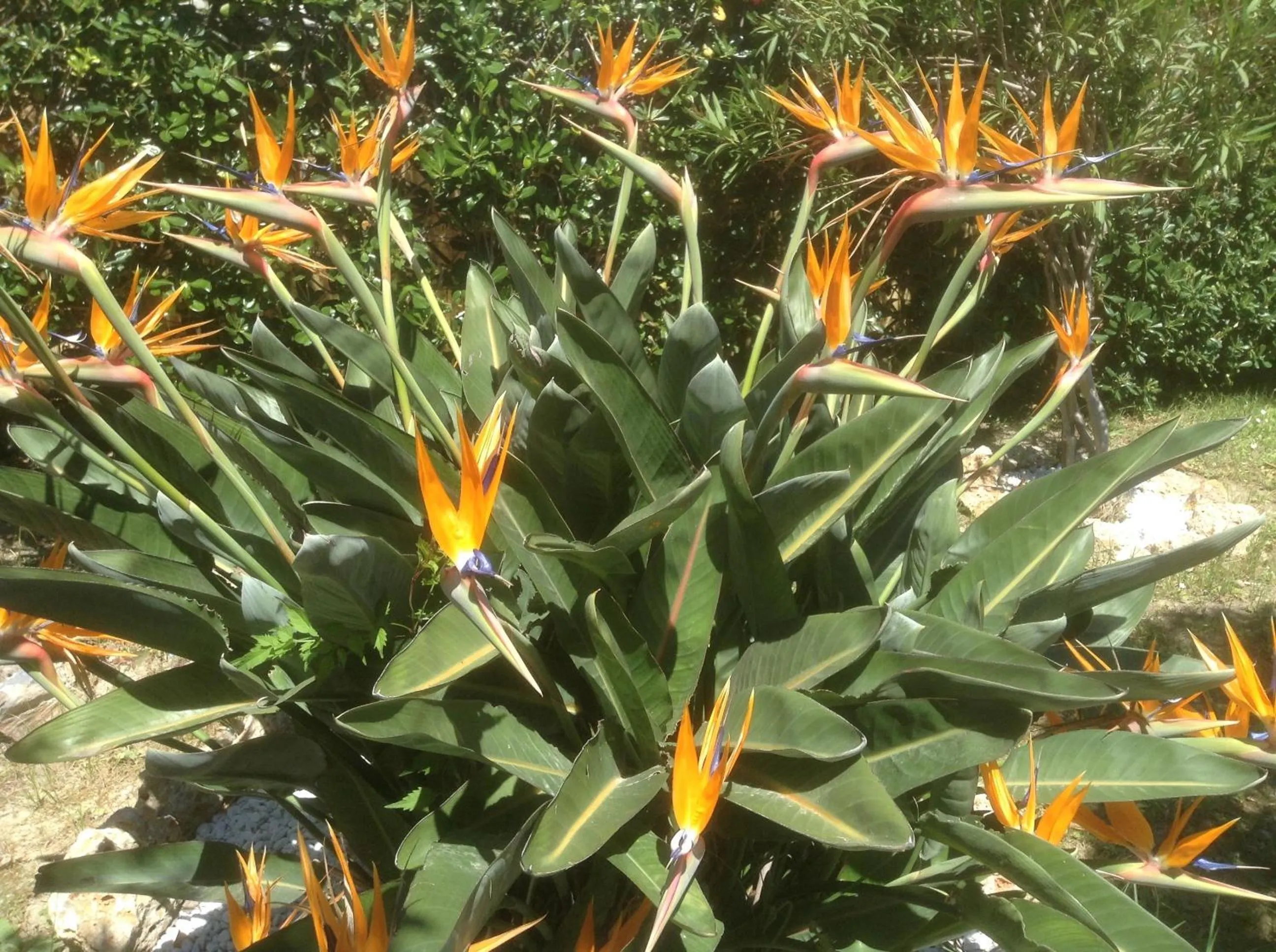 Garden in Villa Le Logge