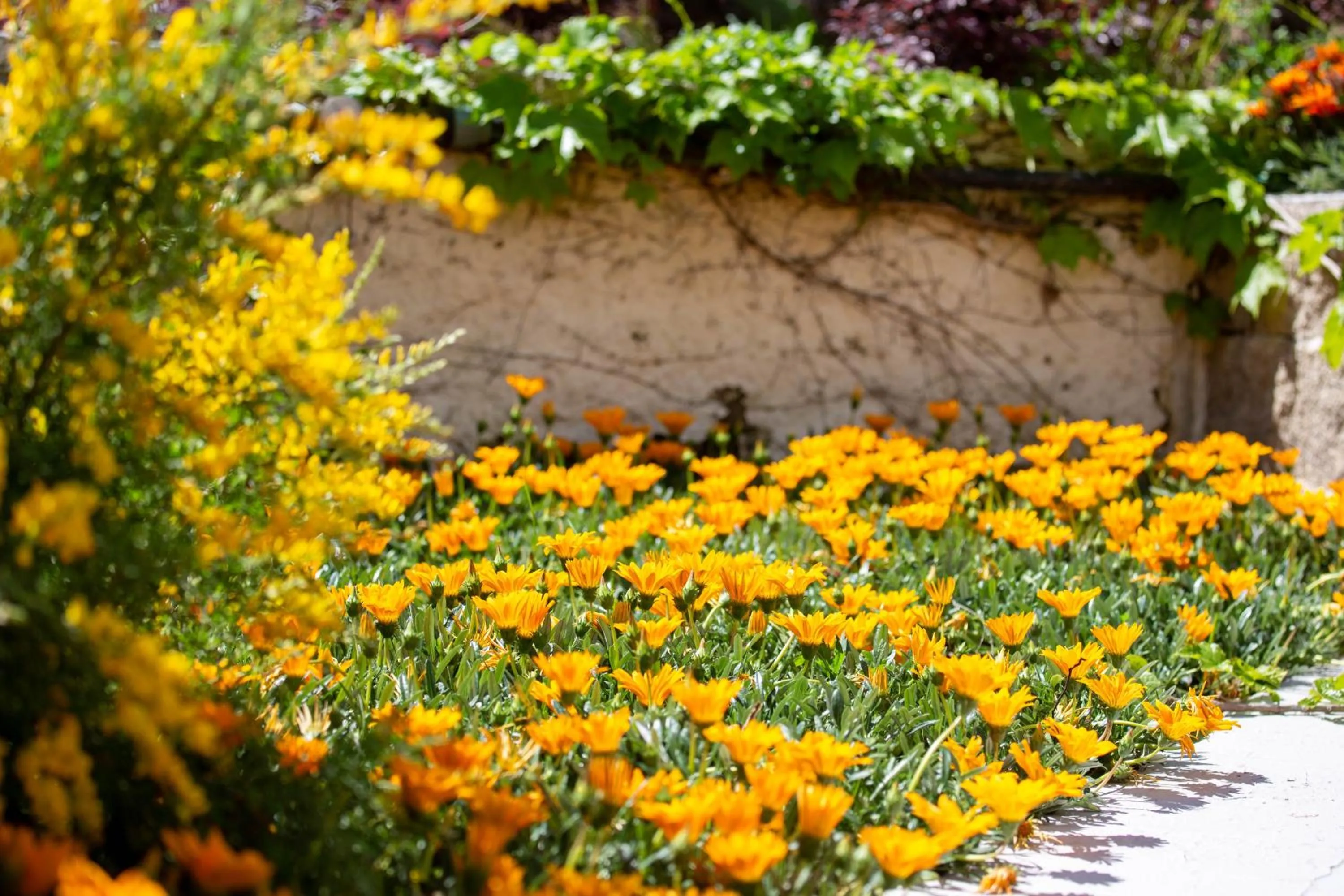 Garden in Hotel La Mandorla
