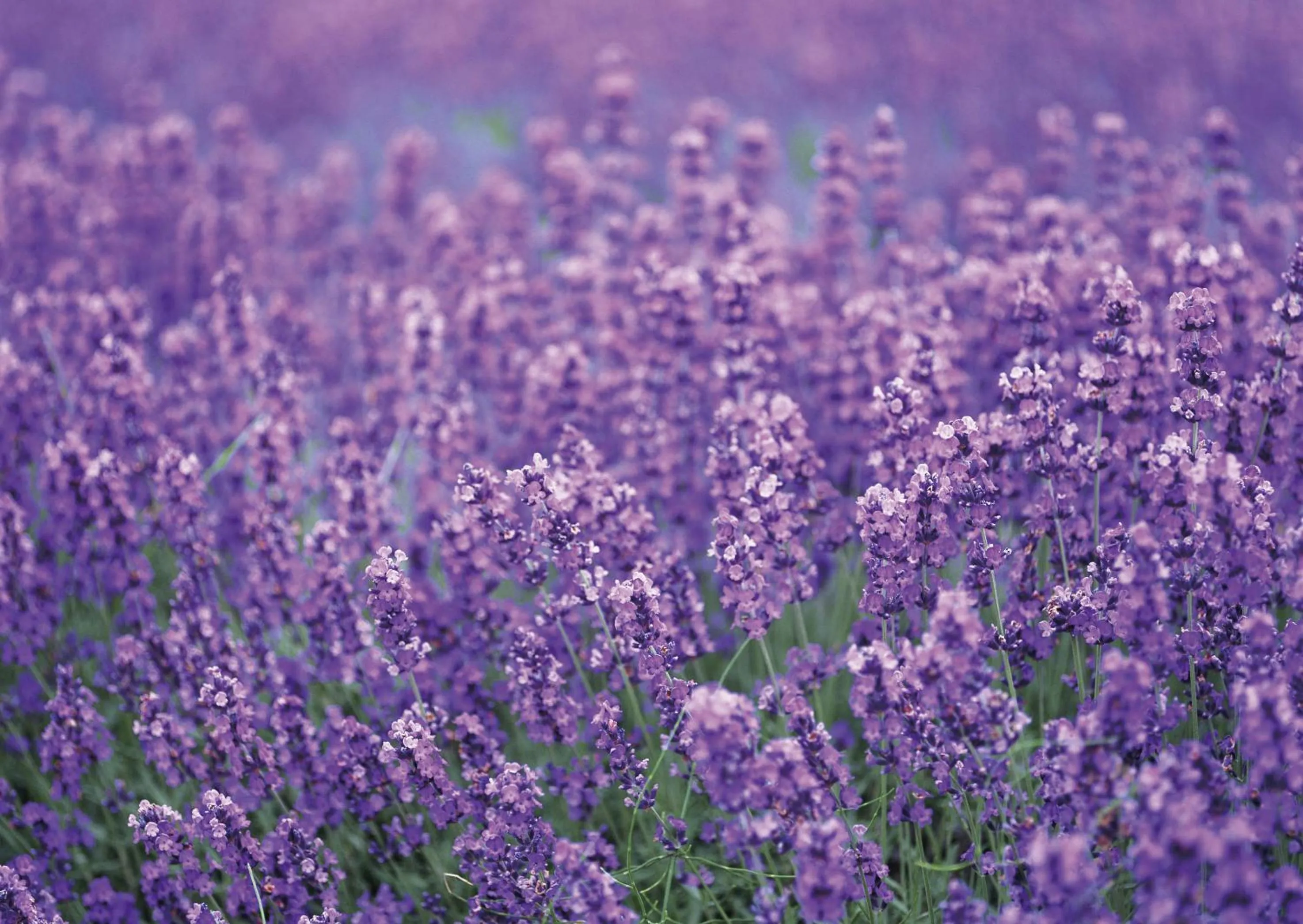 Summer in Hotel Sunfuraton