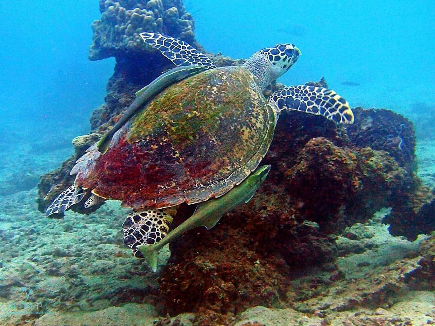 Diving in Mimpi Perhentian