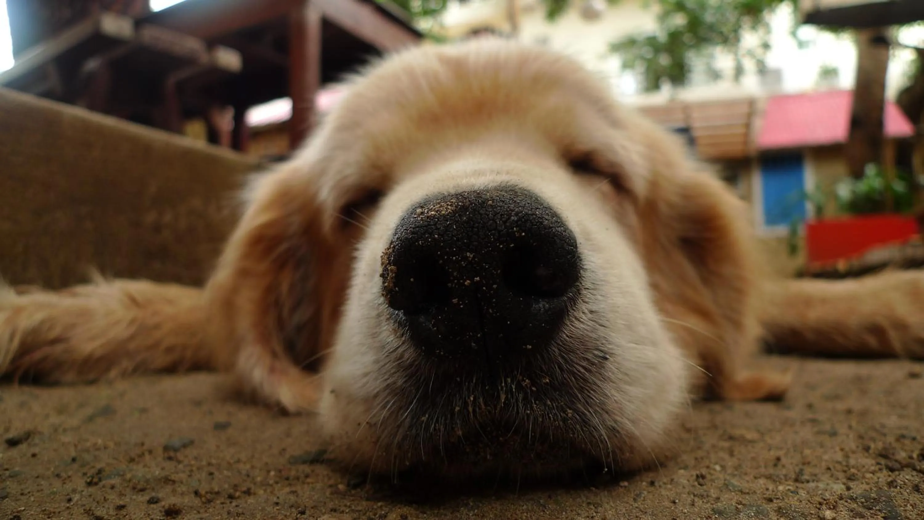 Pets in Lazy Dog Bed & Breakfast