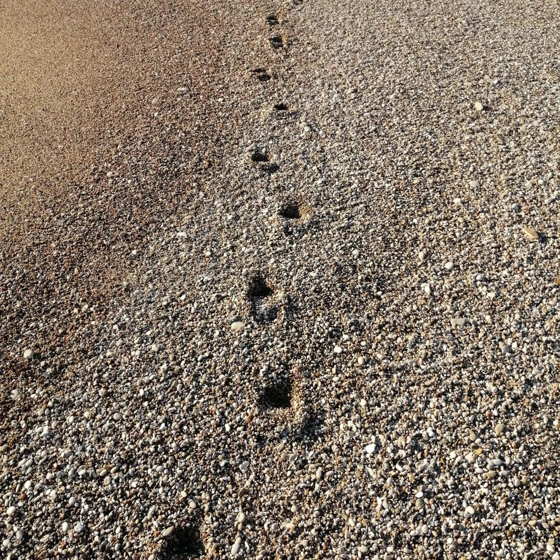 Beach in Villa Sophia