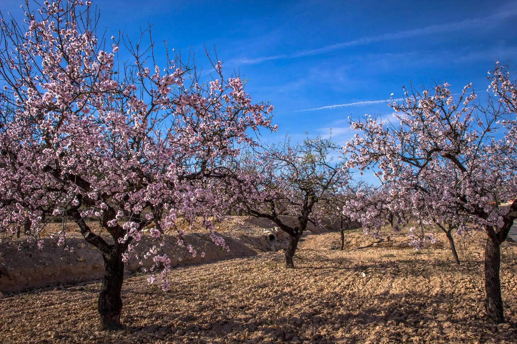 Nearby landmark in Casa de la Piña