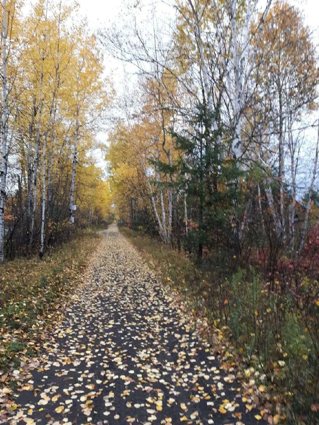 Four Seasons Algonquin Cabins