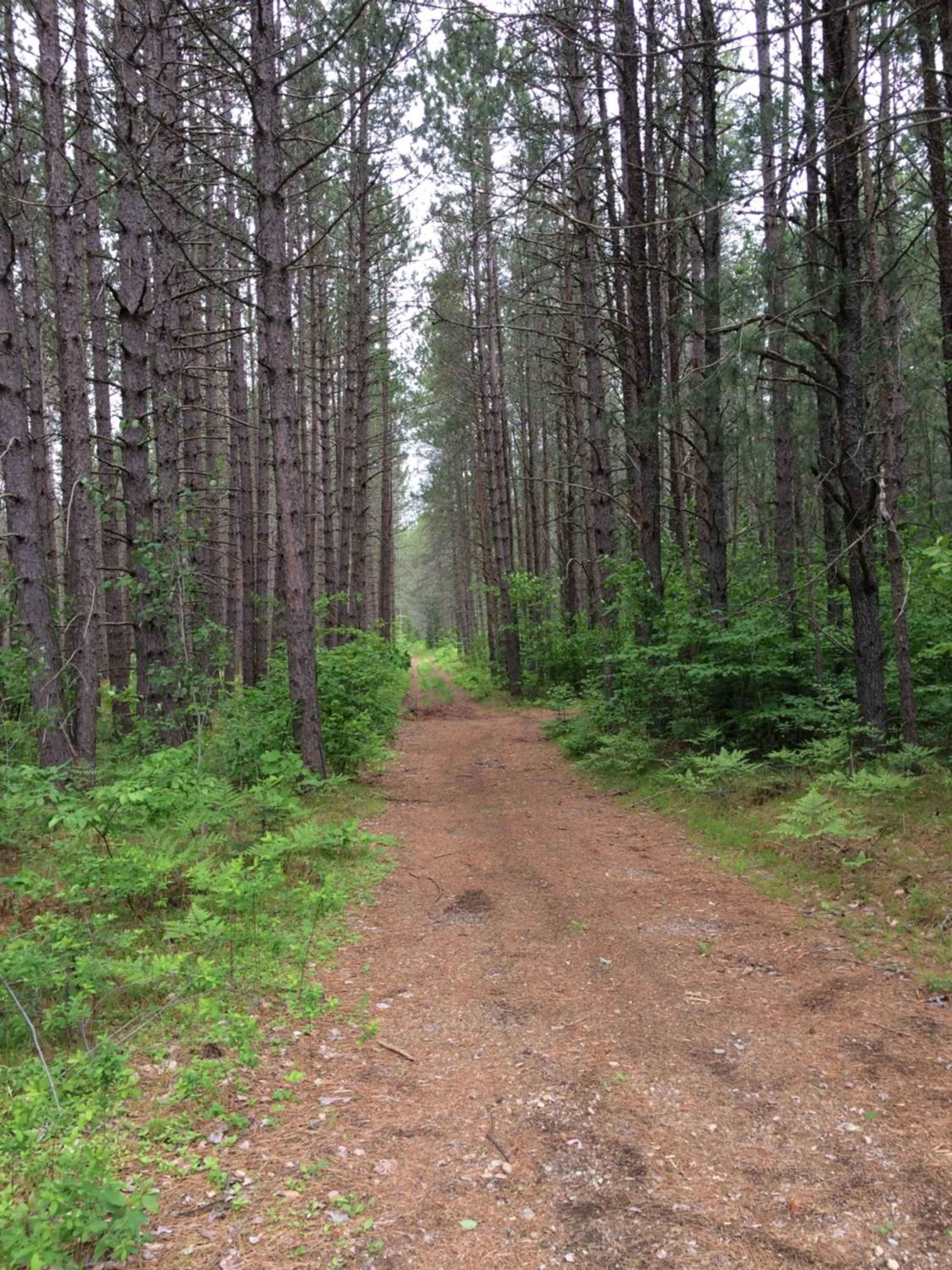 Four Seasons Algonquin Cabins
