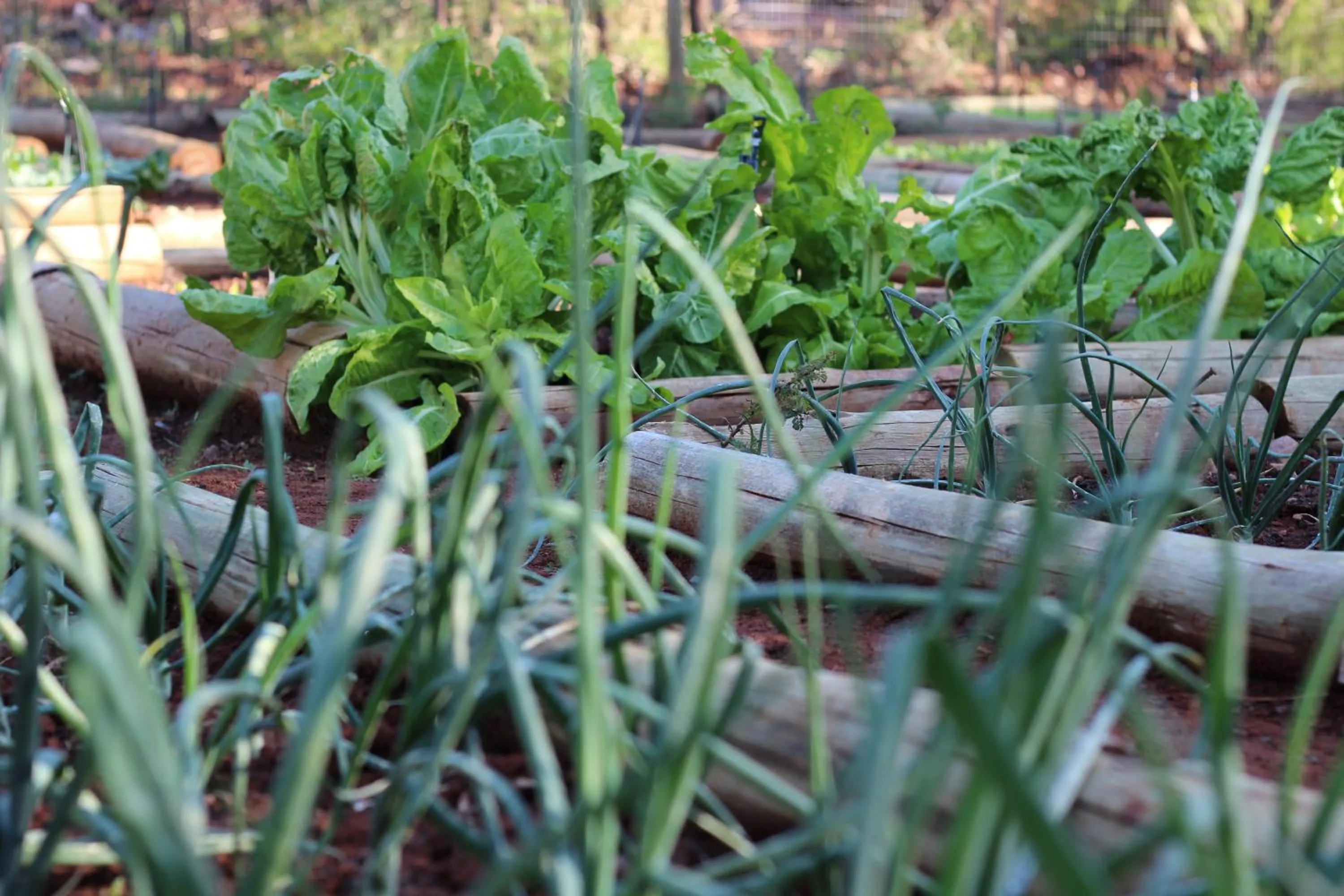 Garden in The Blades