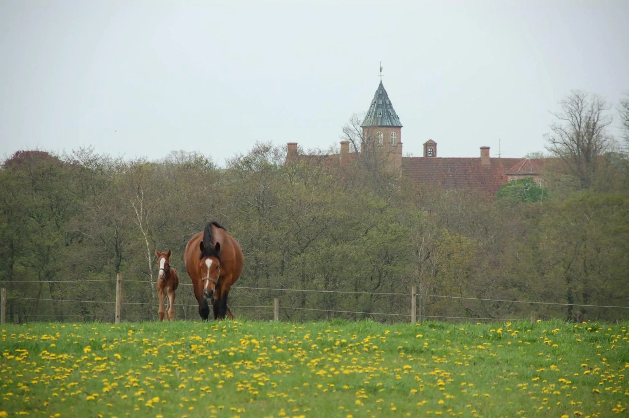 View (from property/room) in Gjerrild Kro