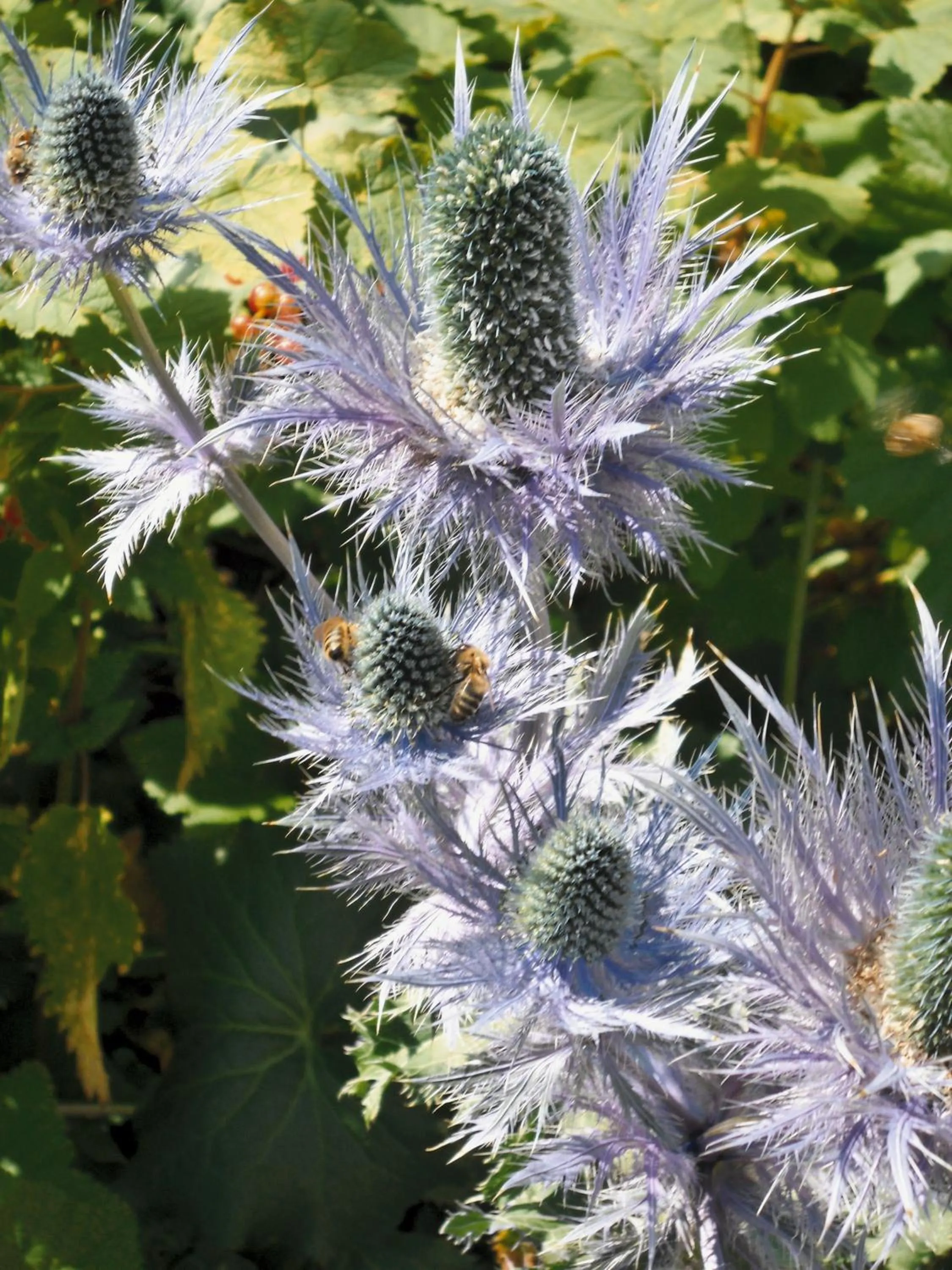 Spring in Le Télémark
