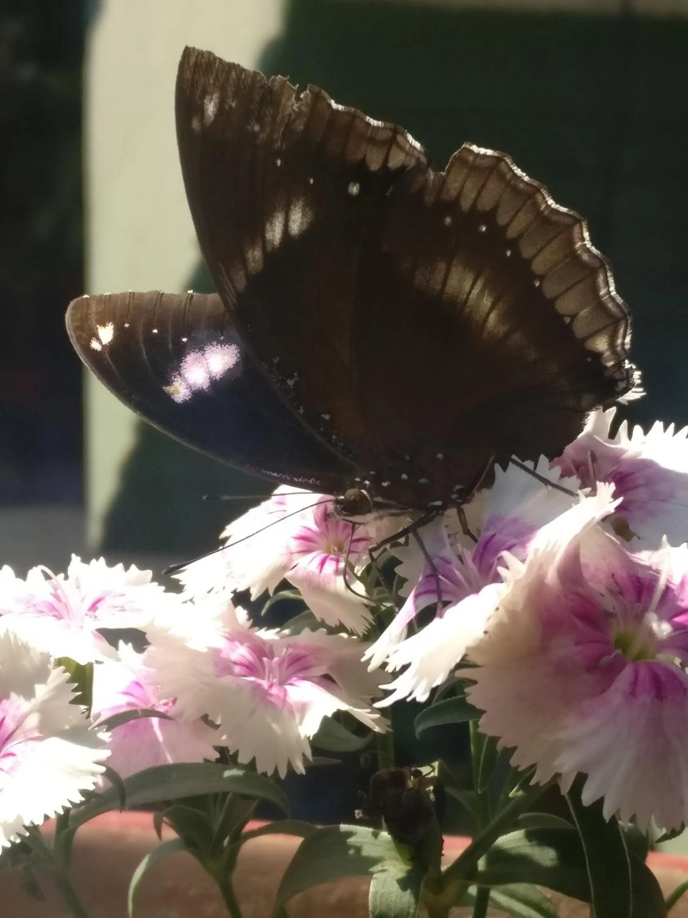 Other in Hotel Embassy