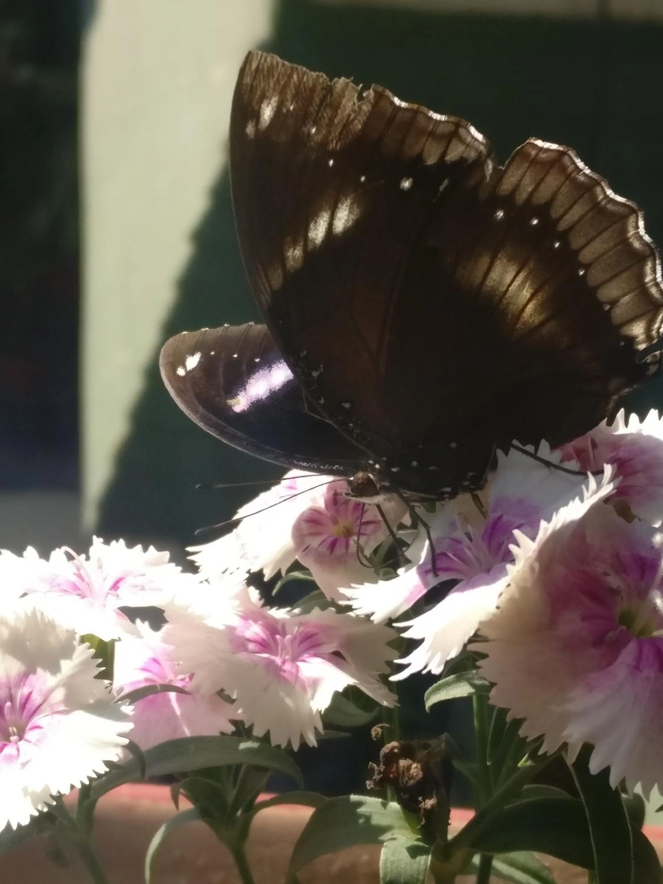 Property building in Hotel Embassy