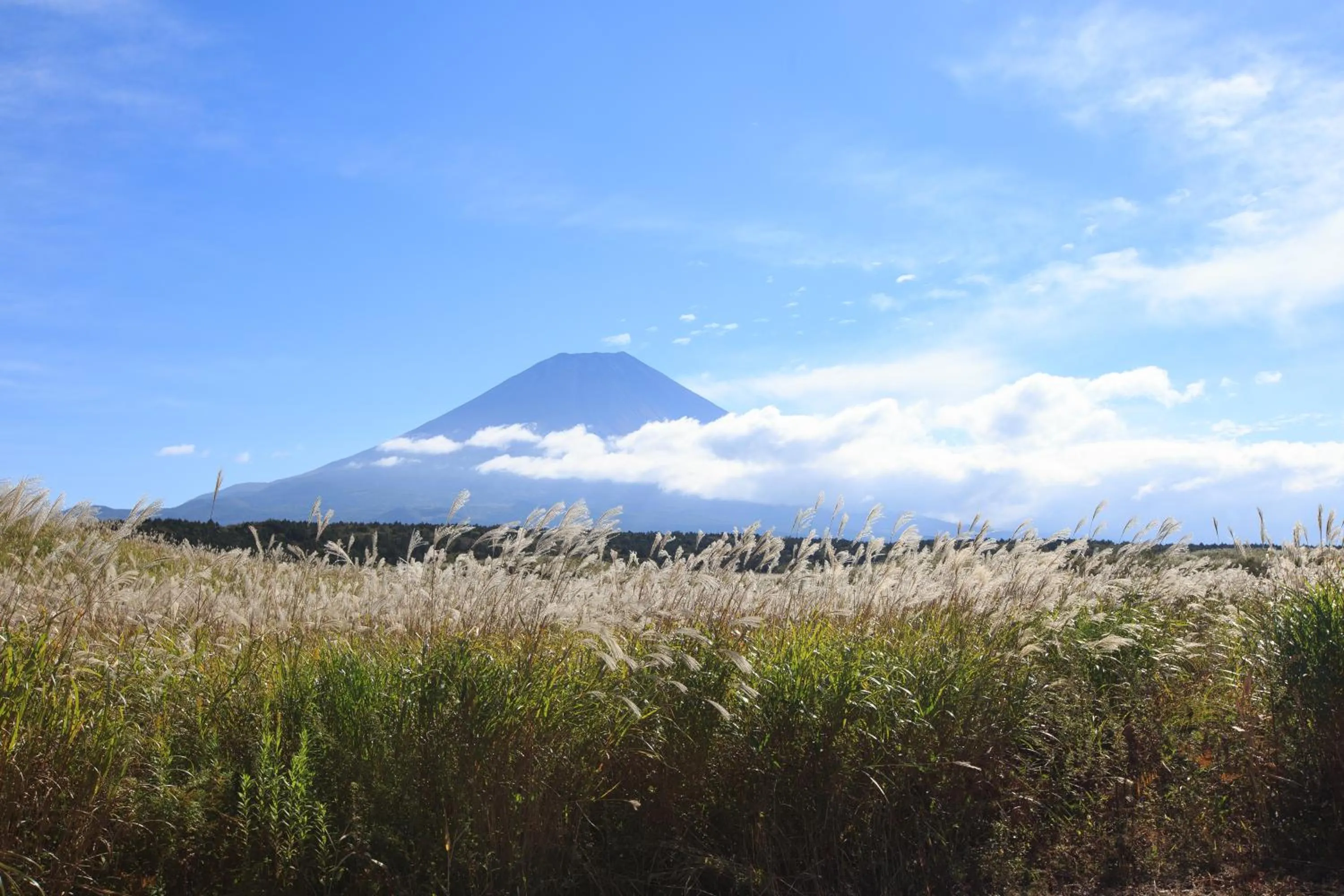 Natural landscape in GOTEN TOMOE residence