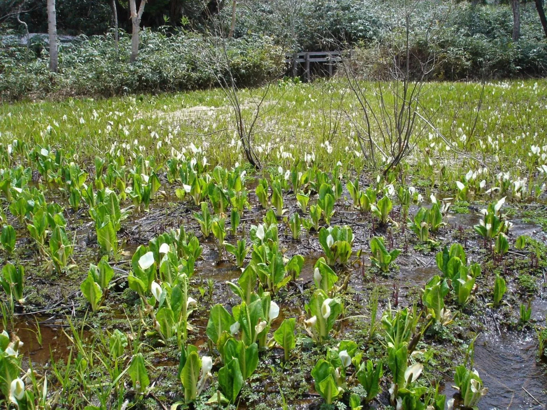 Other in Yudanaka Yasuragi