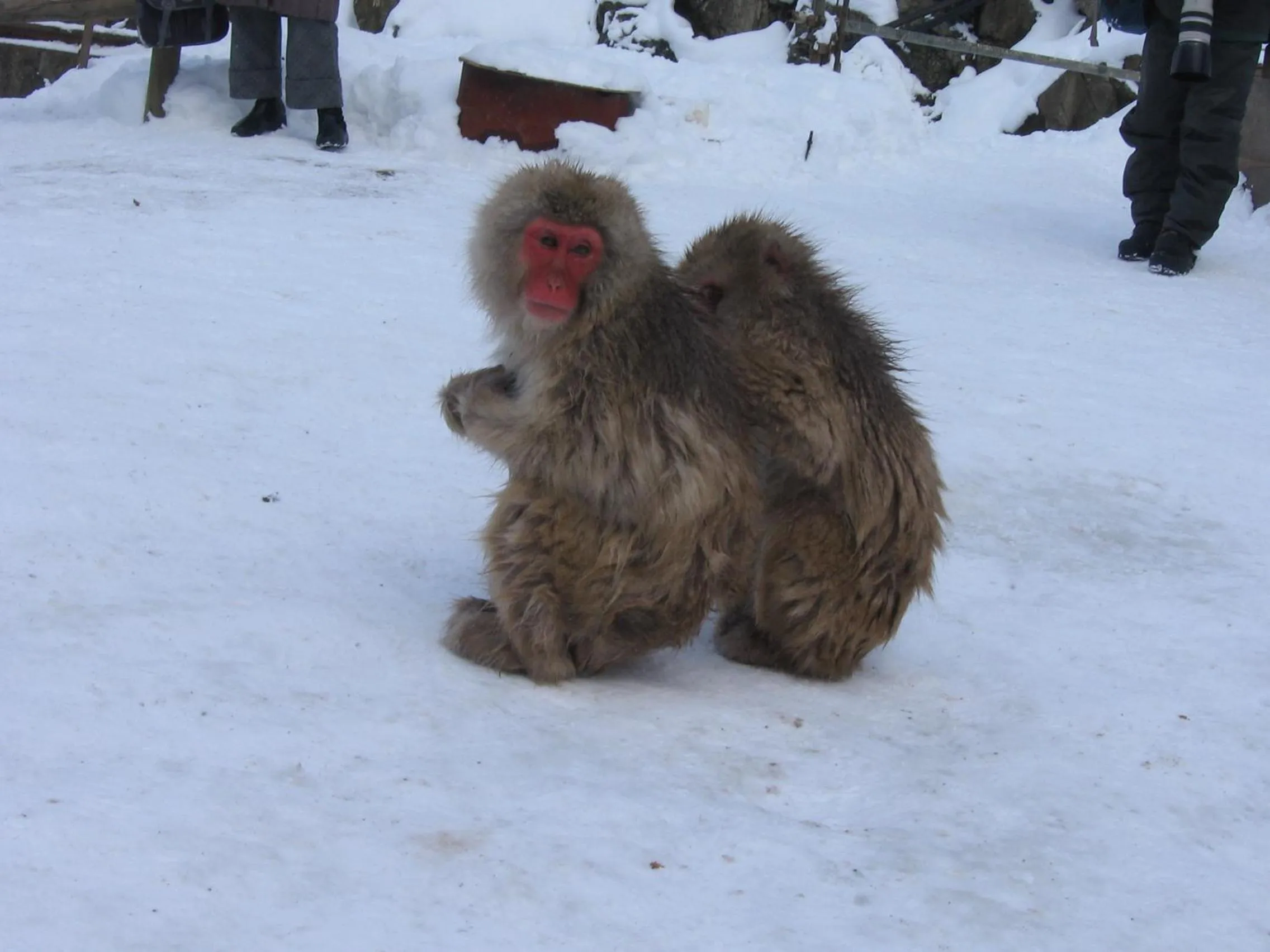 Other in Yudanaka Yasuragi