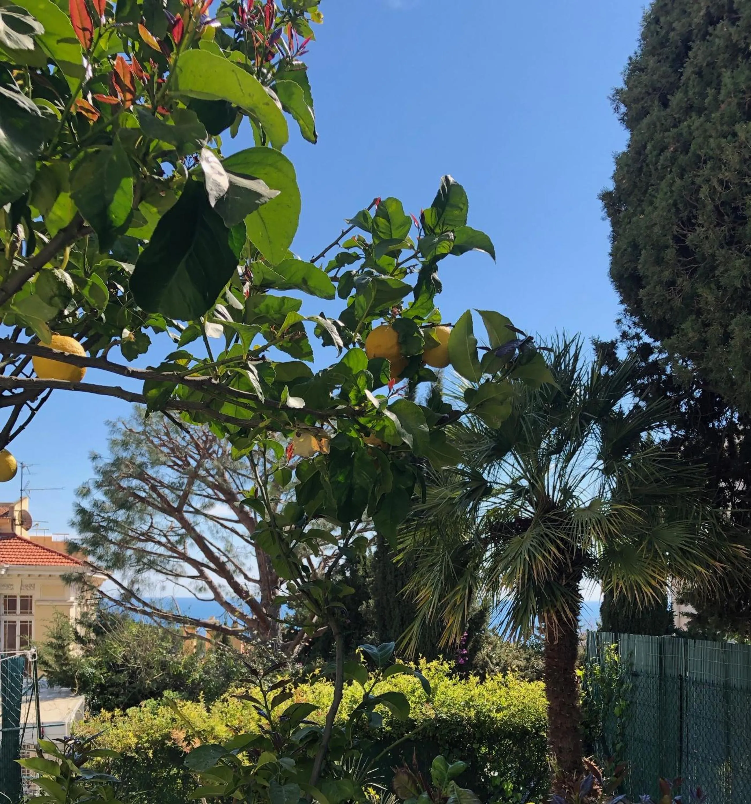 Garden in Hotel Normandy