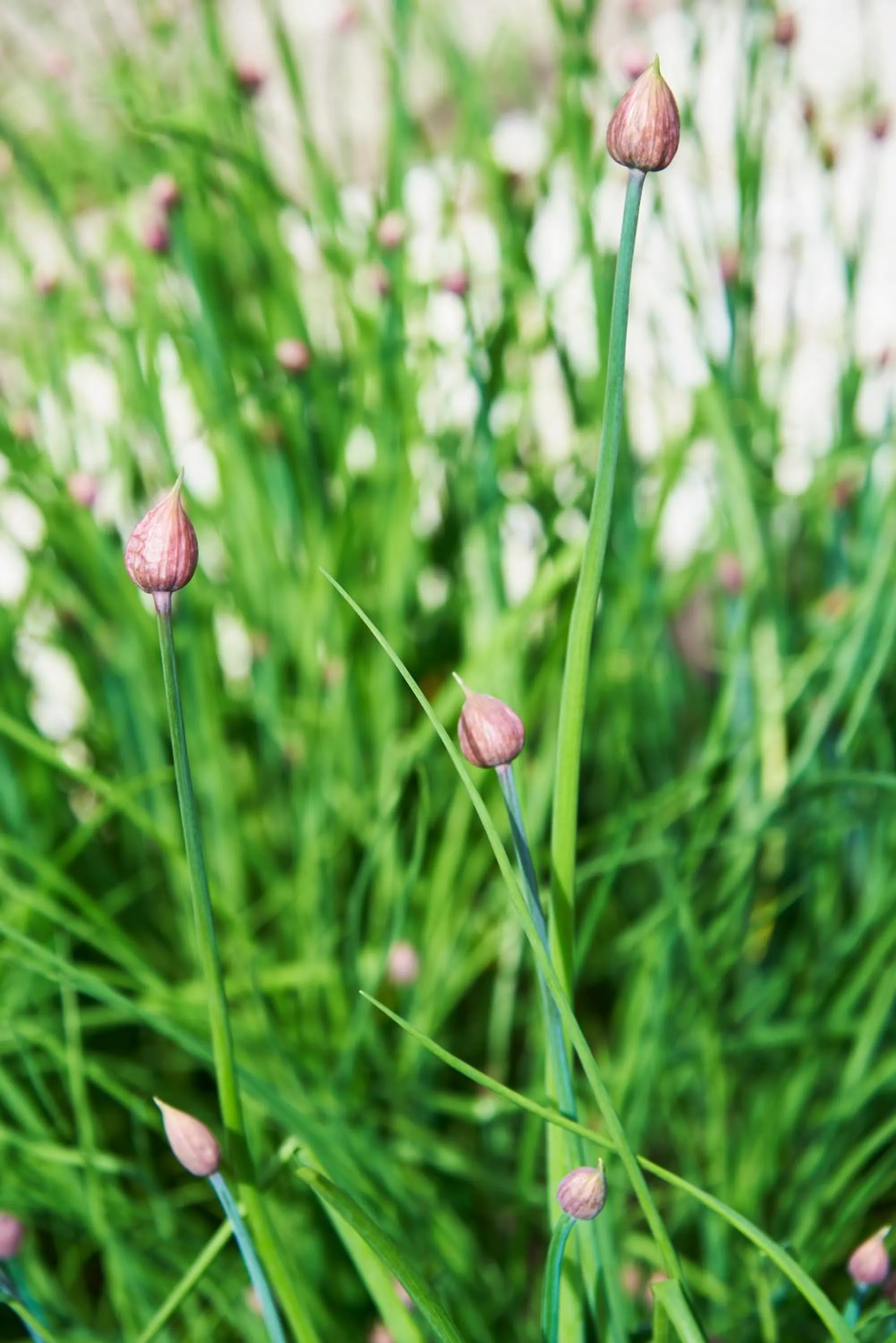 Hotel Spa Les Saules