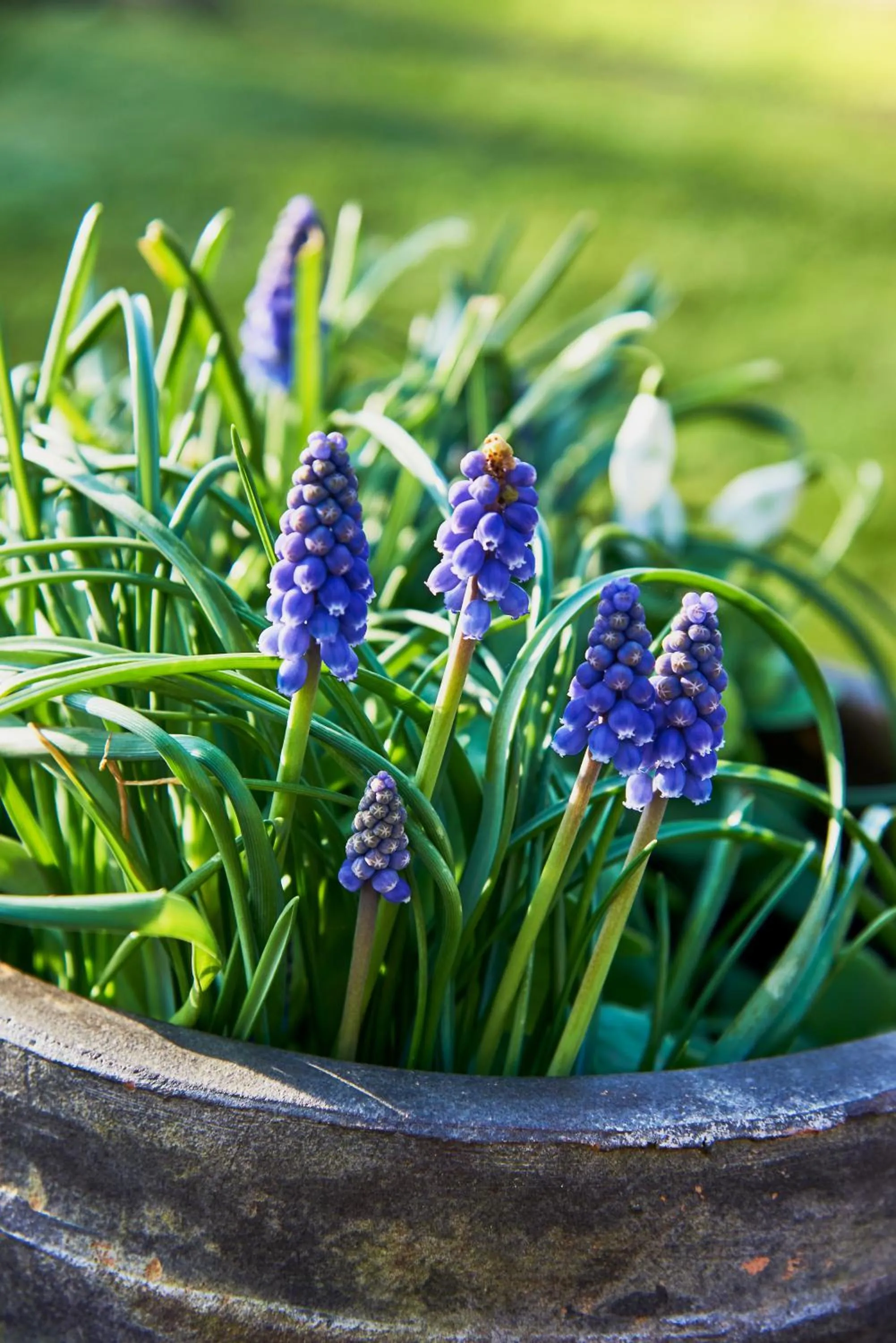 Hotel Spa Les Saules