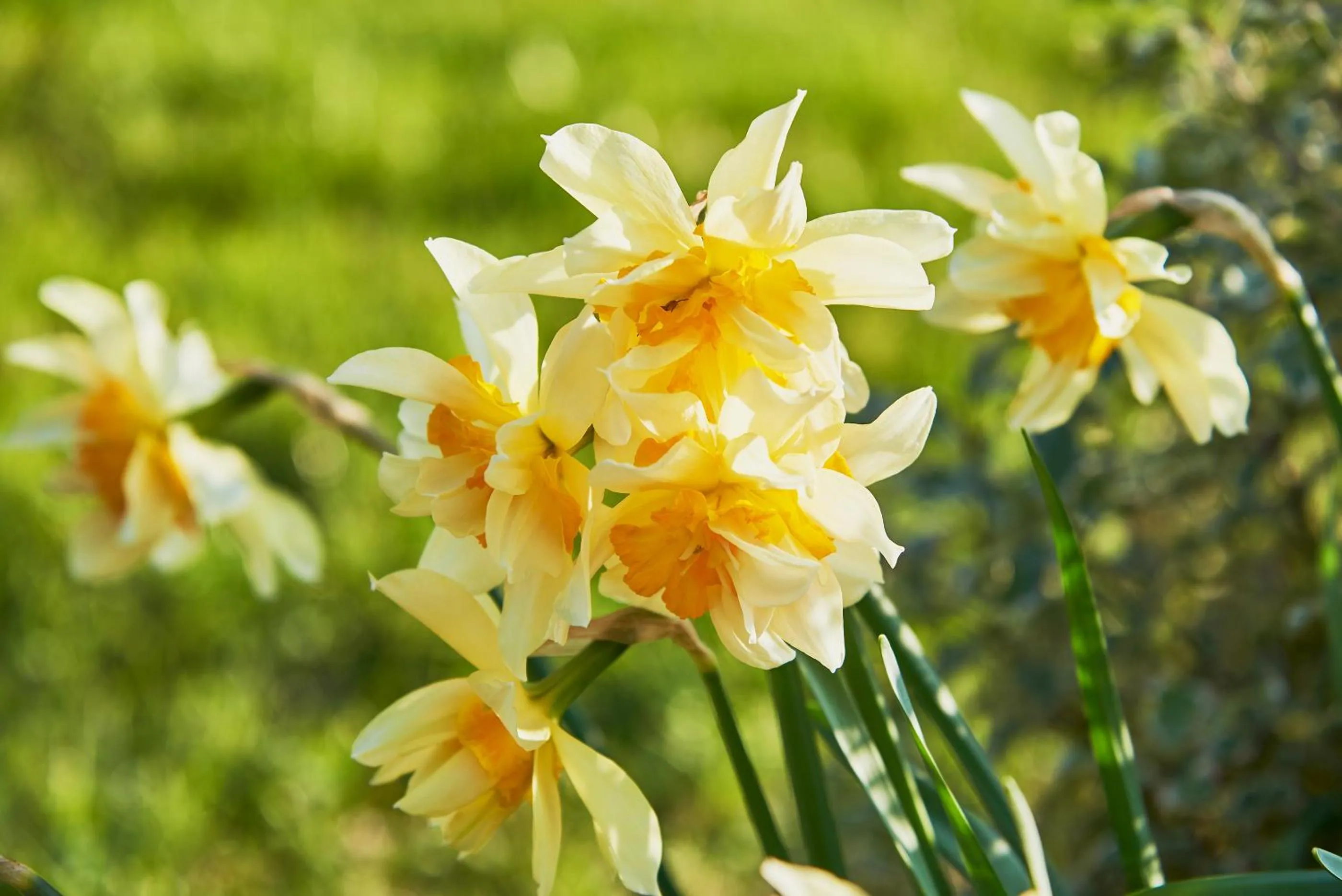 Hotel Spa Les Saules