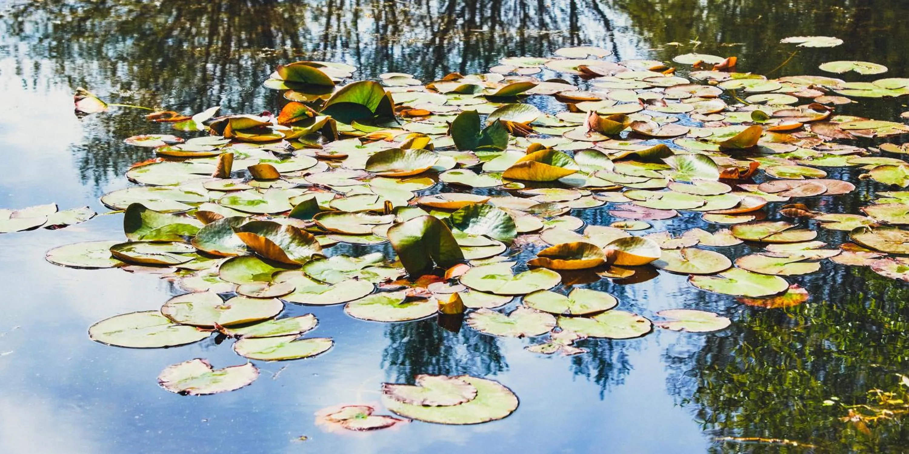 Hotel Spa Les Saules