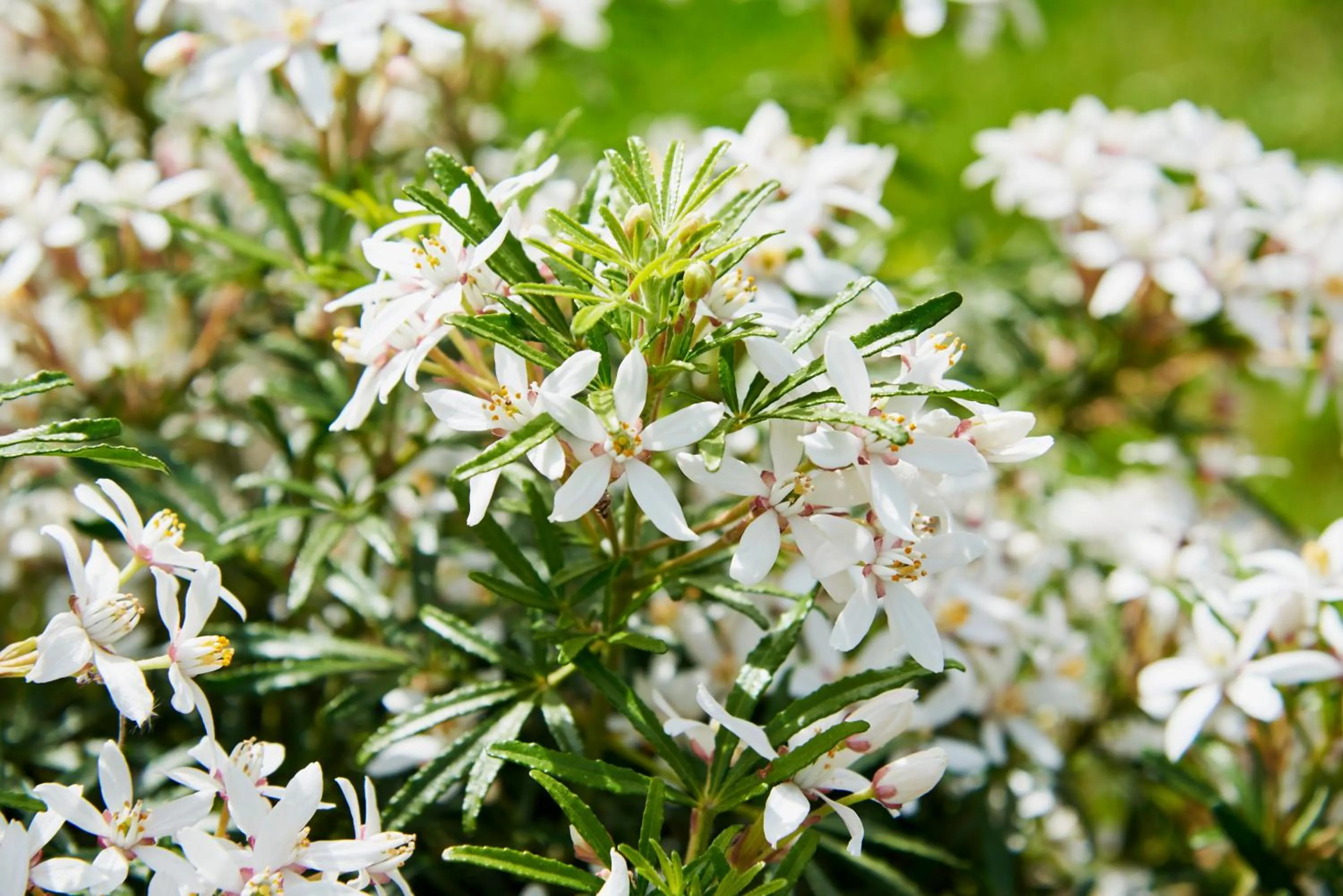 Hotel Spa Les Saules