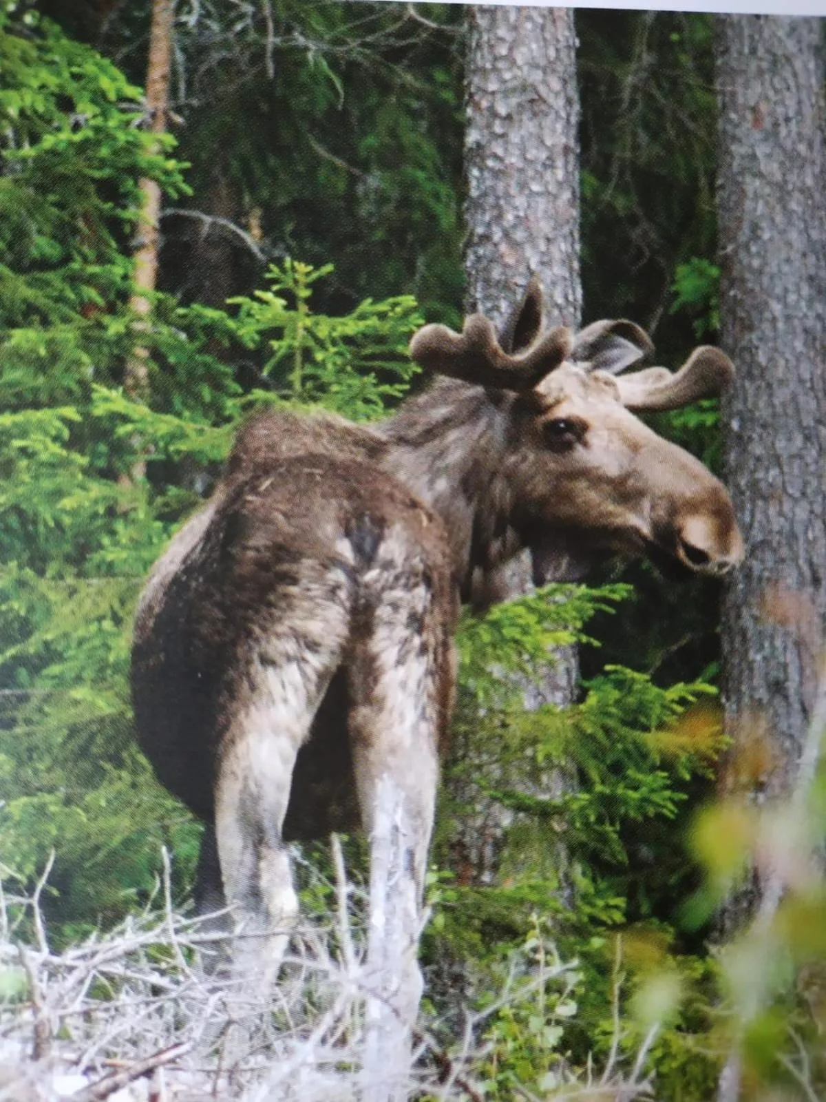 Animals in Wärdshuset Klarälvdalen