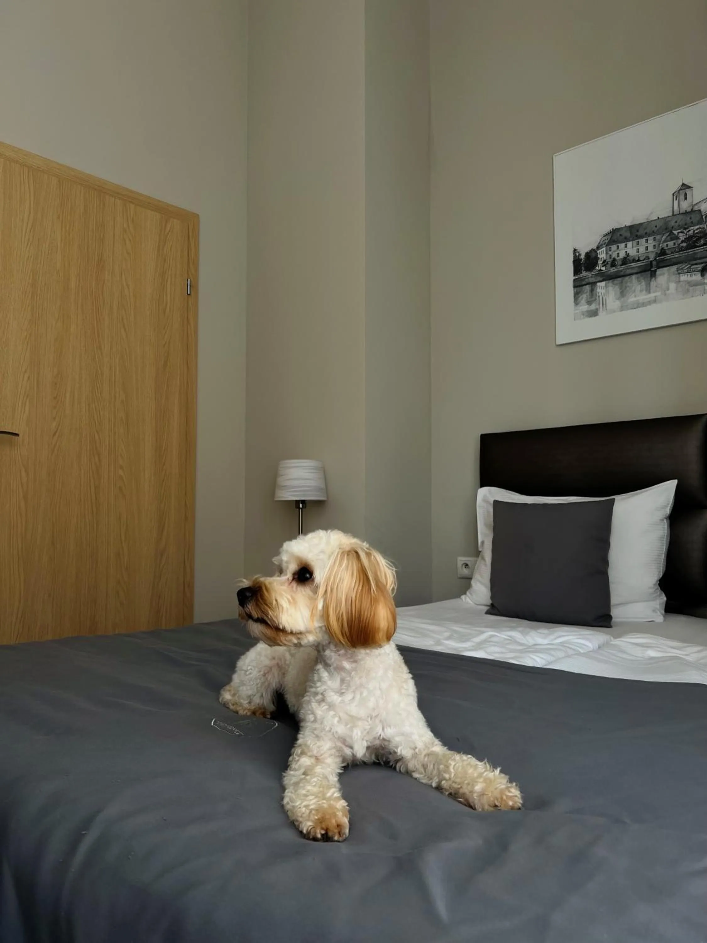 Animals, Bed in Joyinn Aparthotel