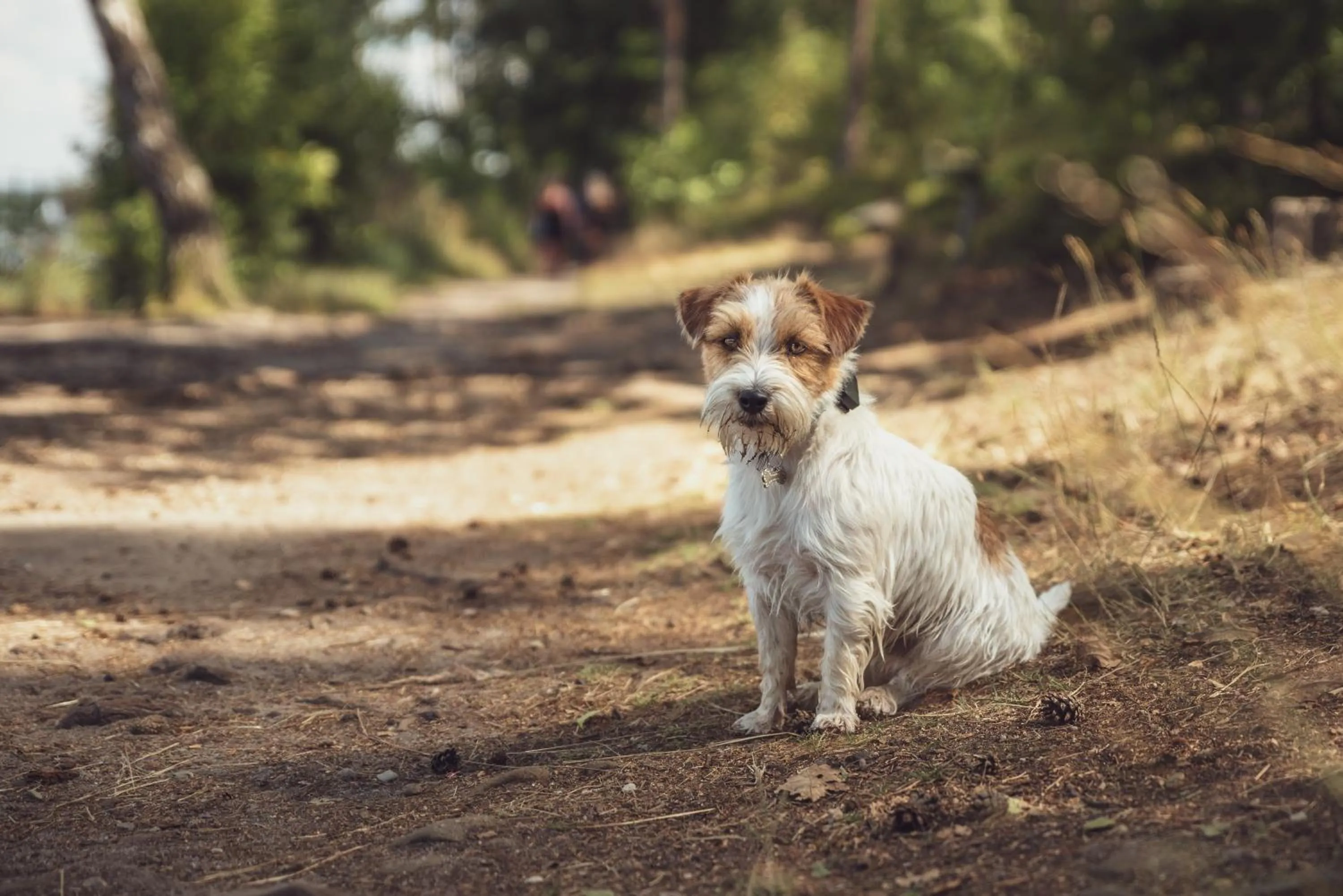 Pets in Lakepark Residence