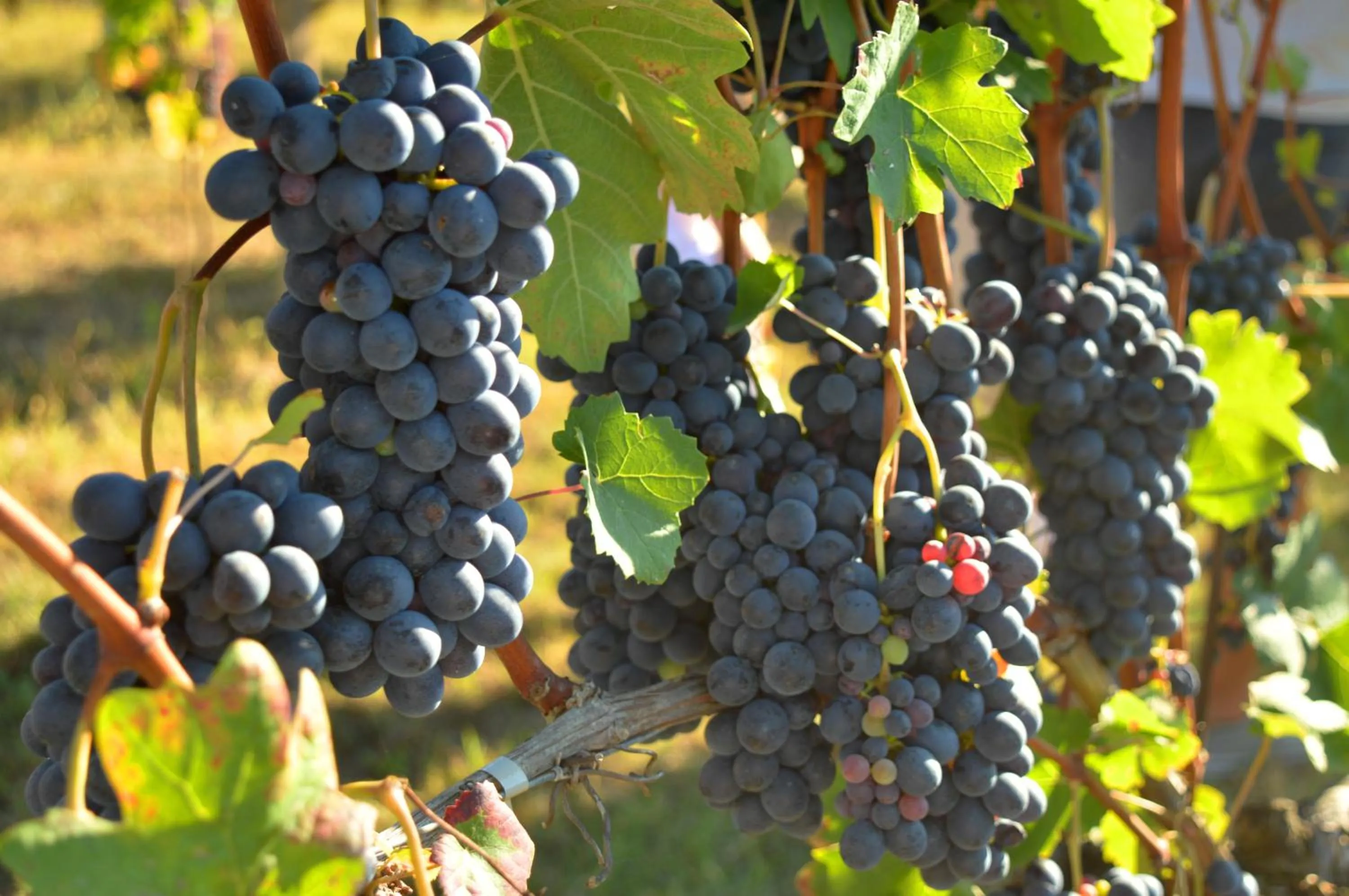 Natural landscape in Bed & Tours Dimora di campagna