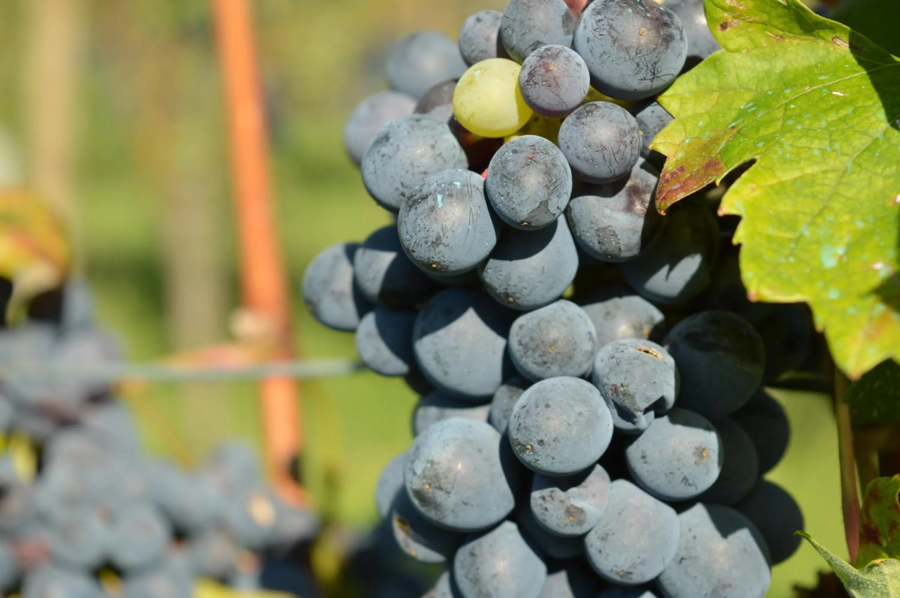 Natural landscape in Bed & Tours Dimora di campagna