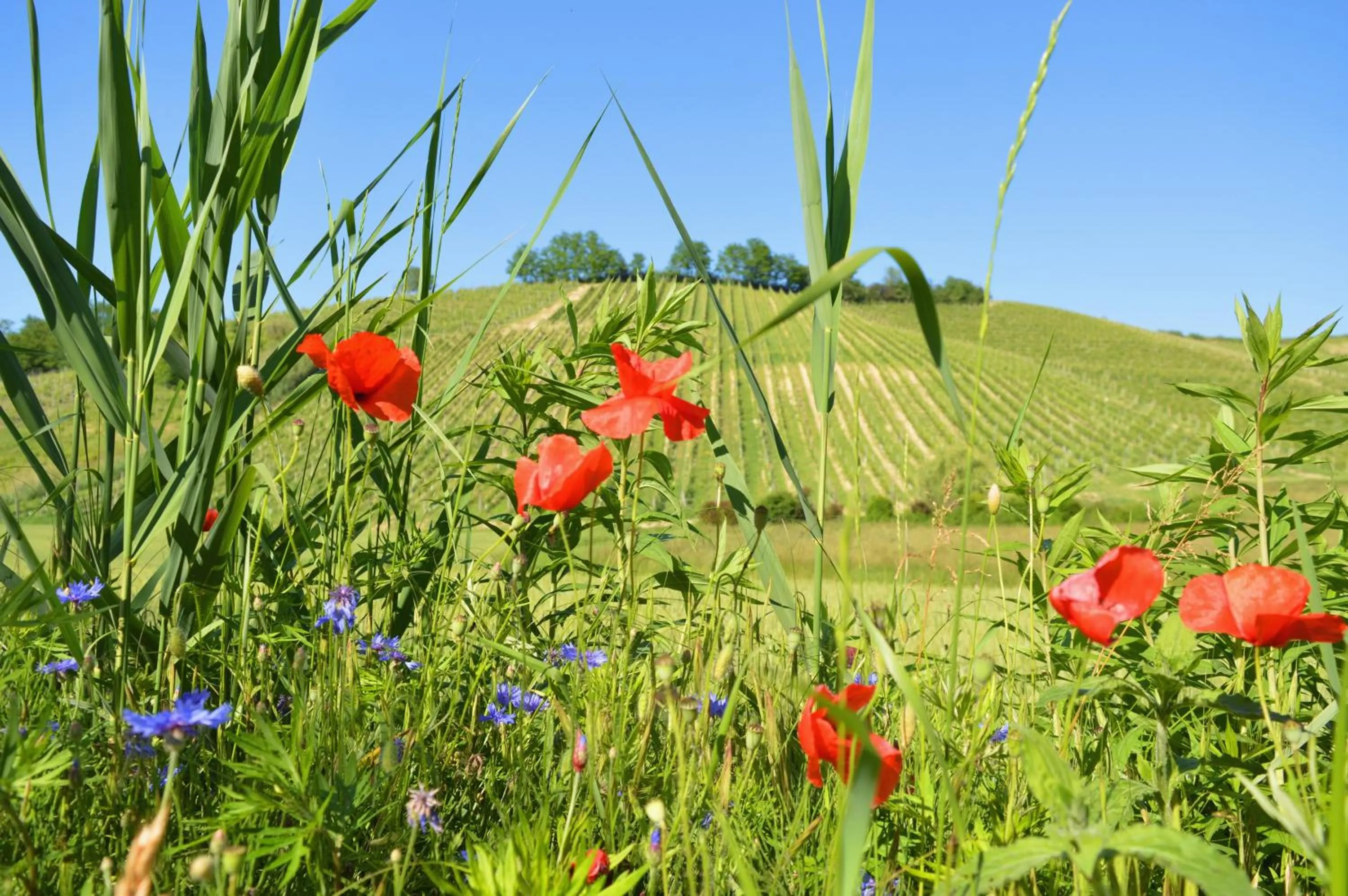 Natural landscape in Bed & Tours Dimora di campagna