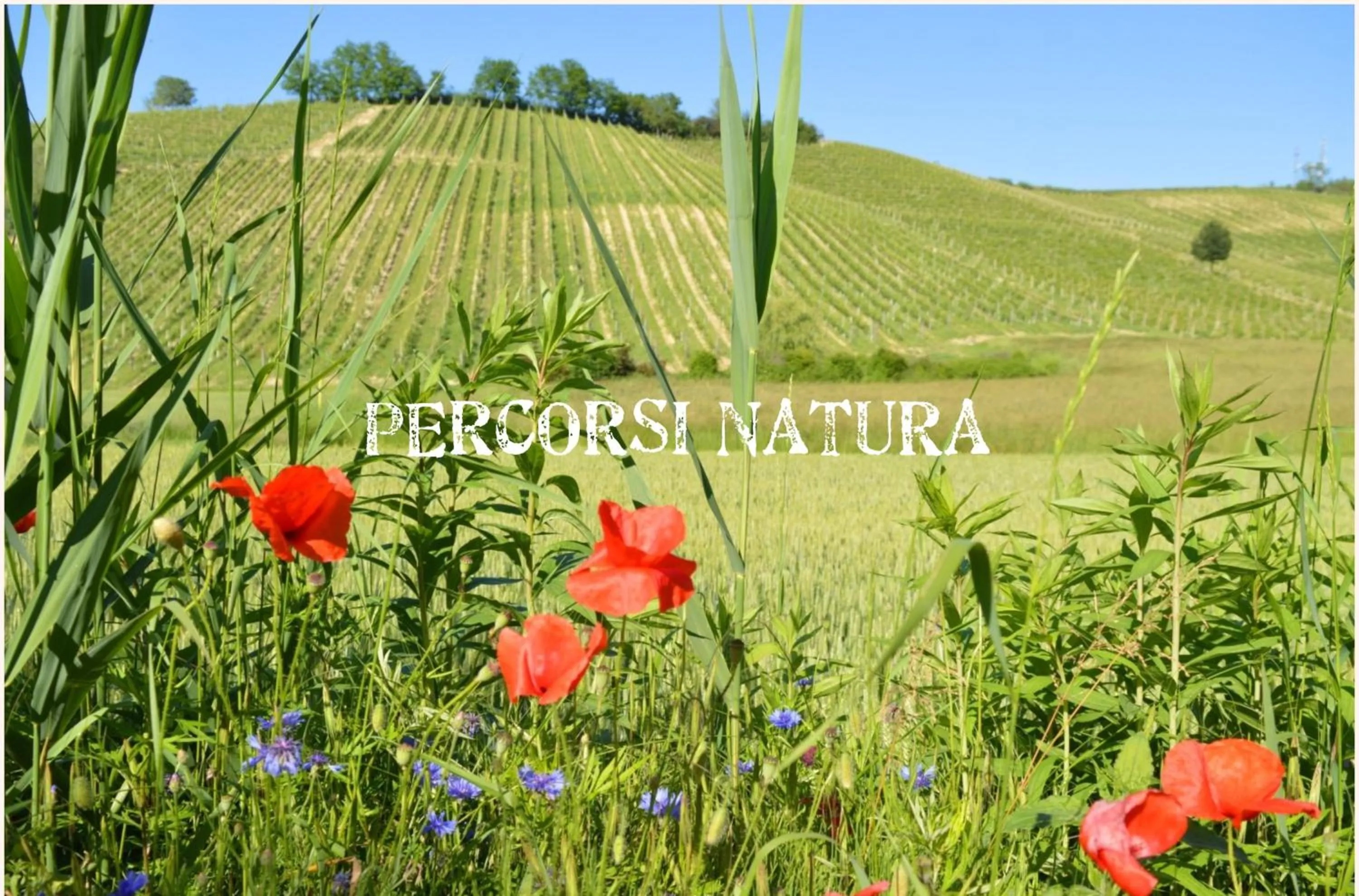 Natural landscape in Bed & Tours Dimora di campagna