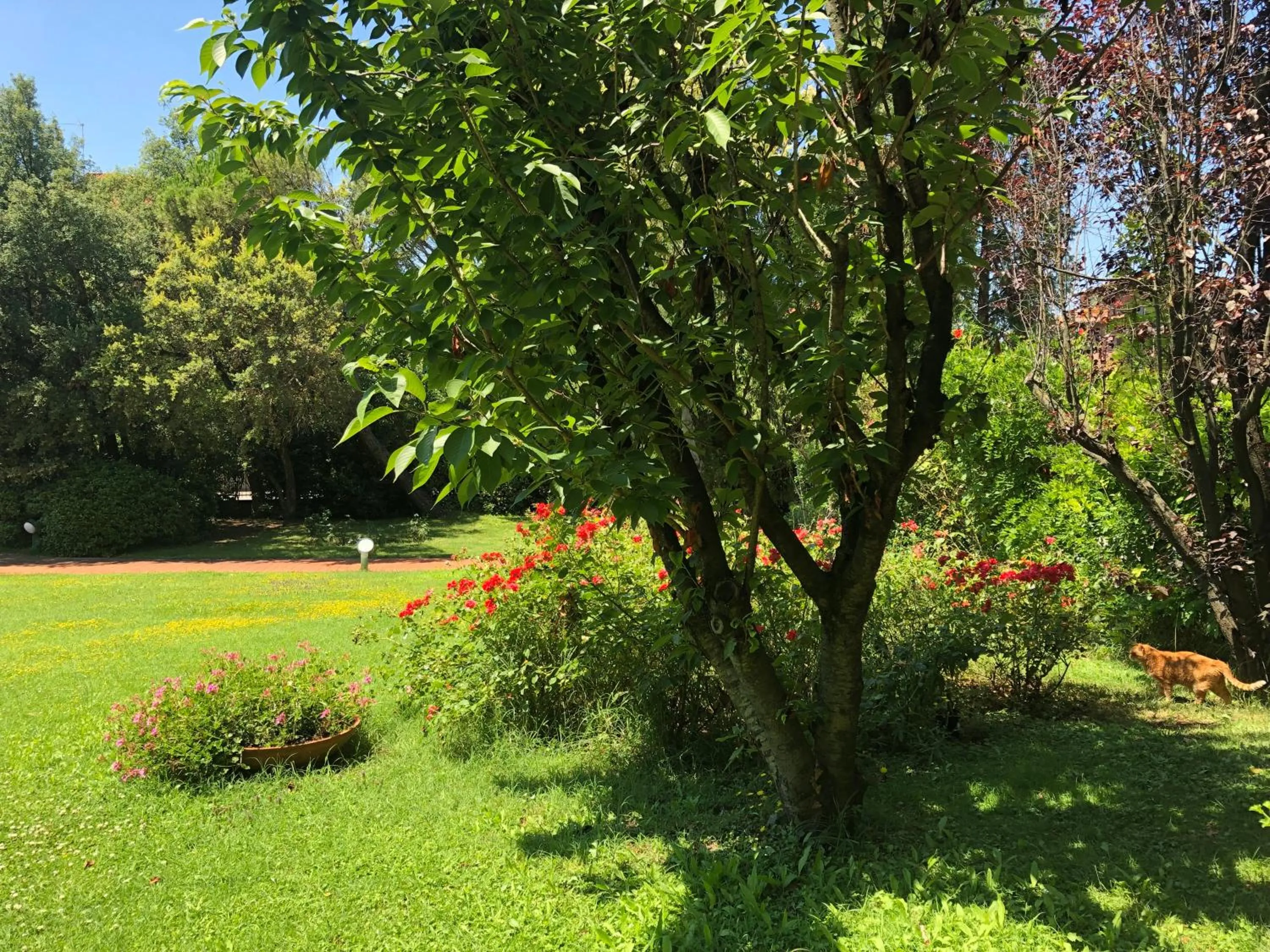 Spring in Opera Deluxe