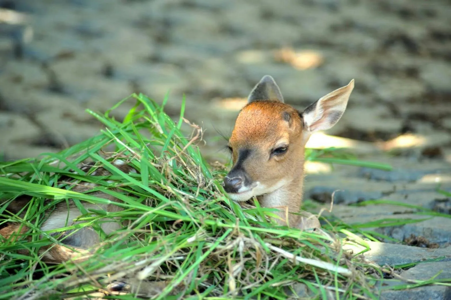 Fitness centre/facilities in Howard Beach Resort Kenting