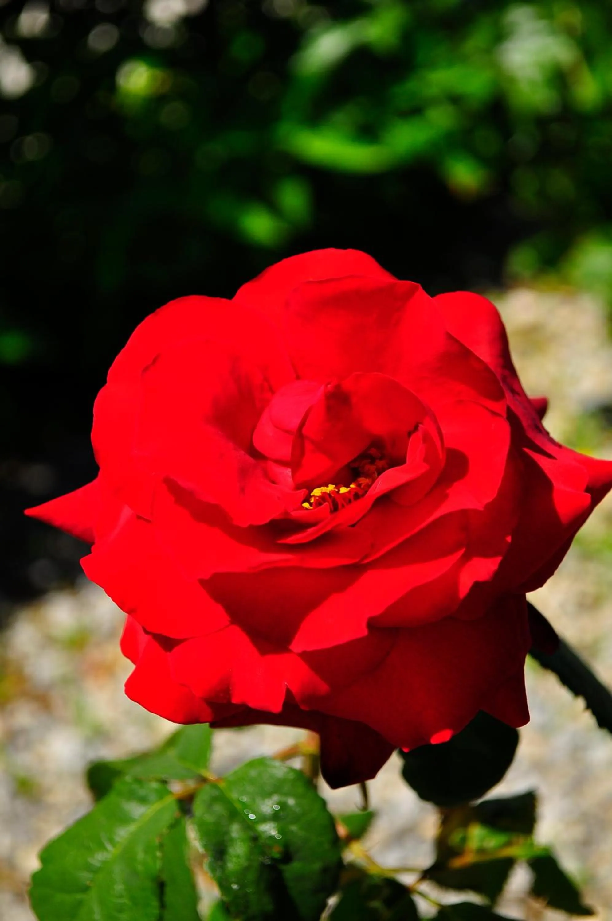 Spring in Ampavris Family Apartments