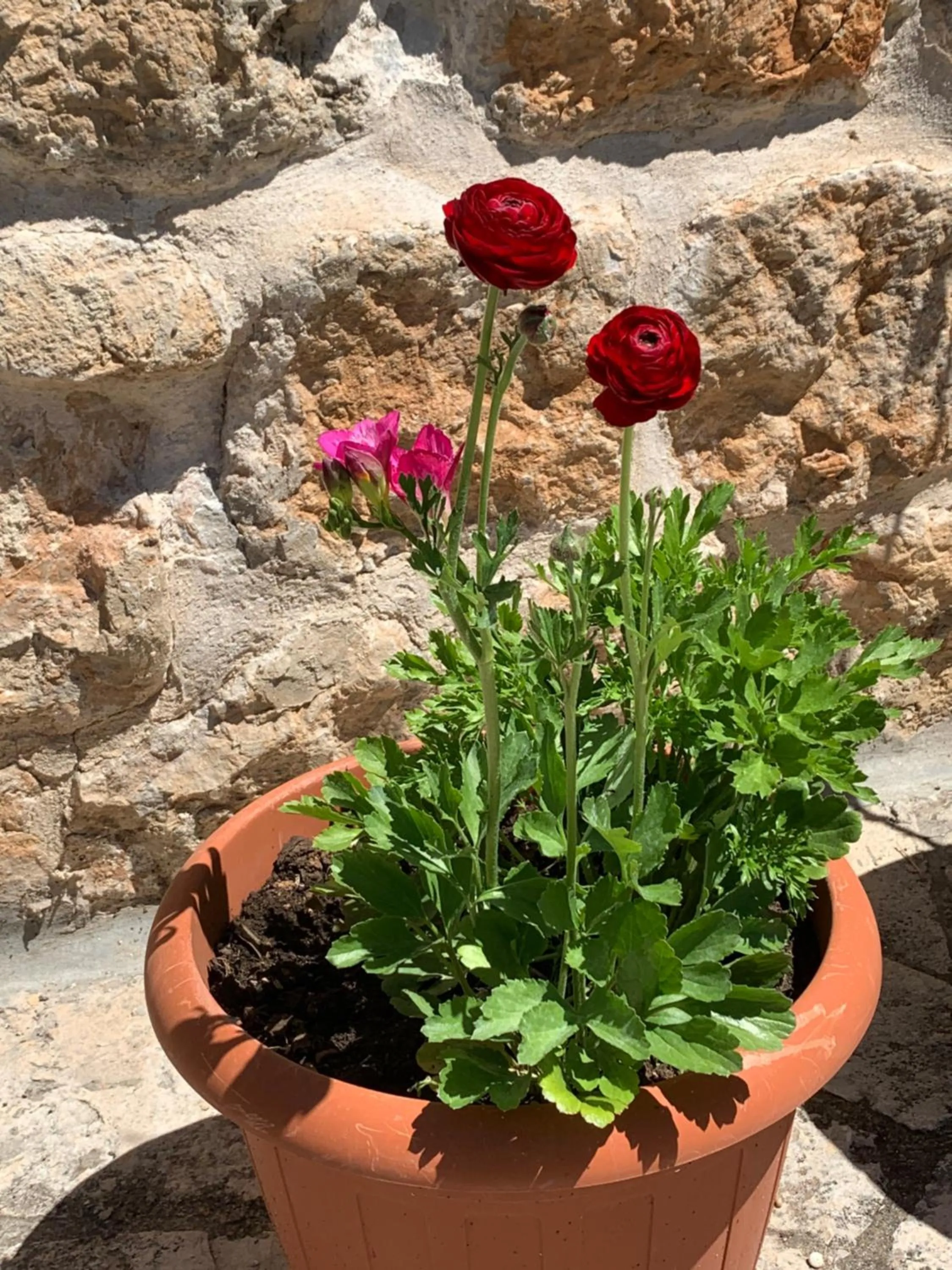 Decorative detail in Guest House Libertas