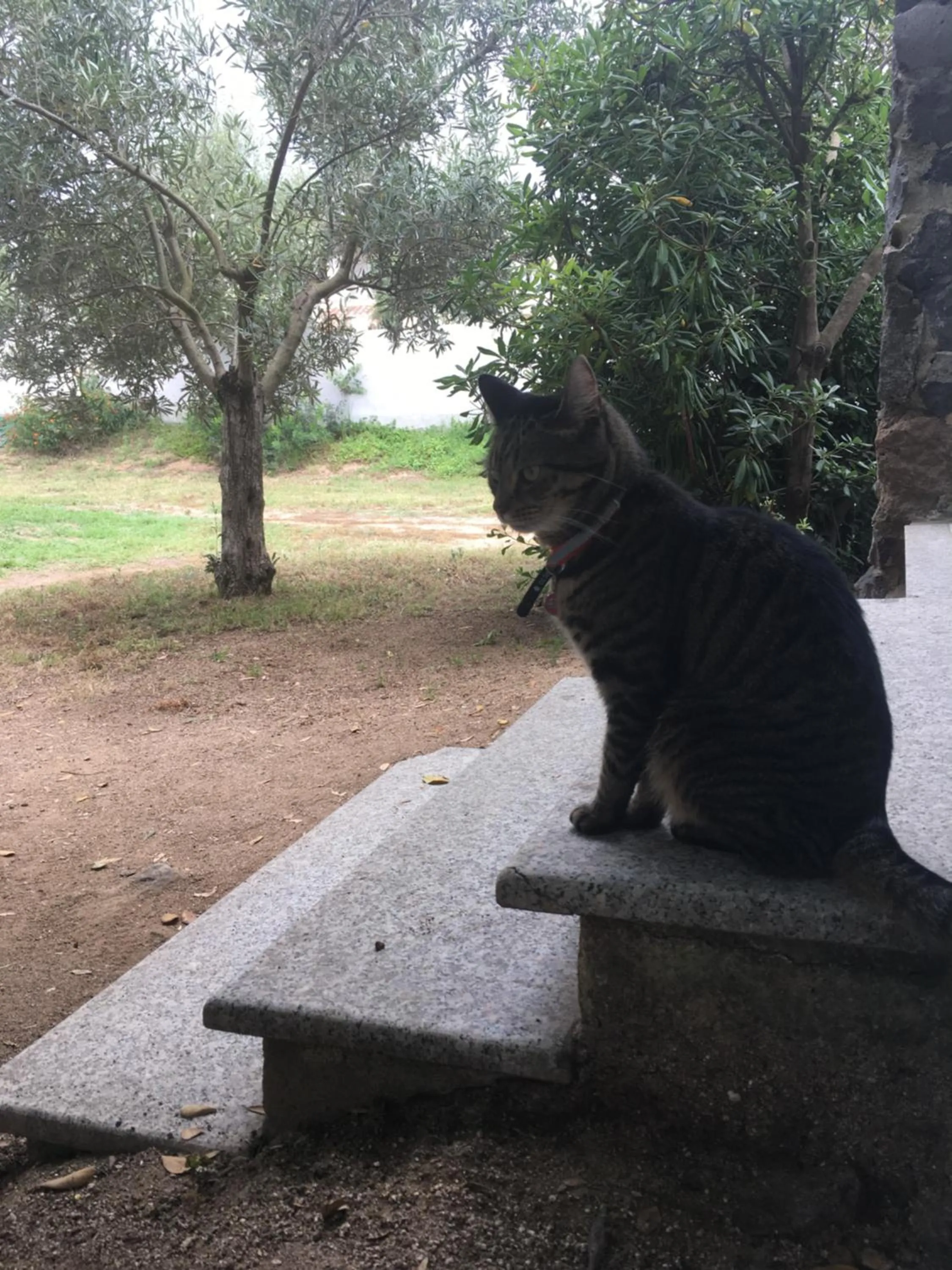 Pets in Residence Cort'e Accas