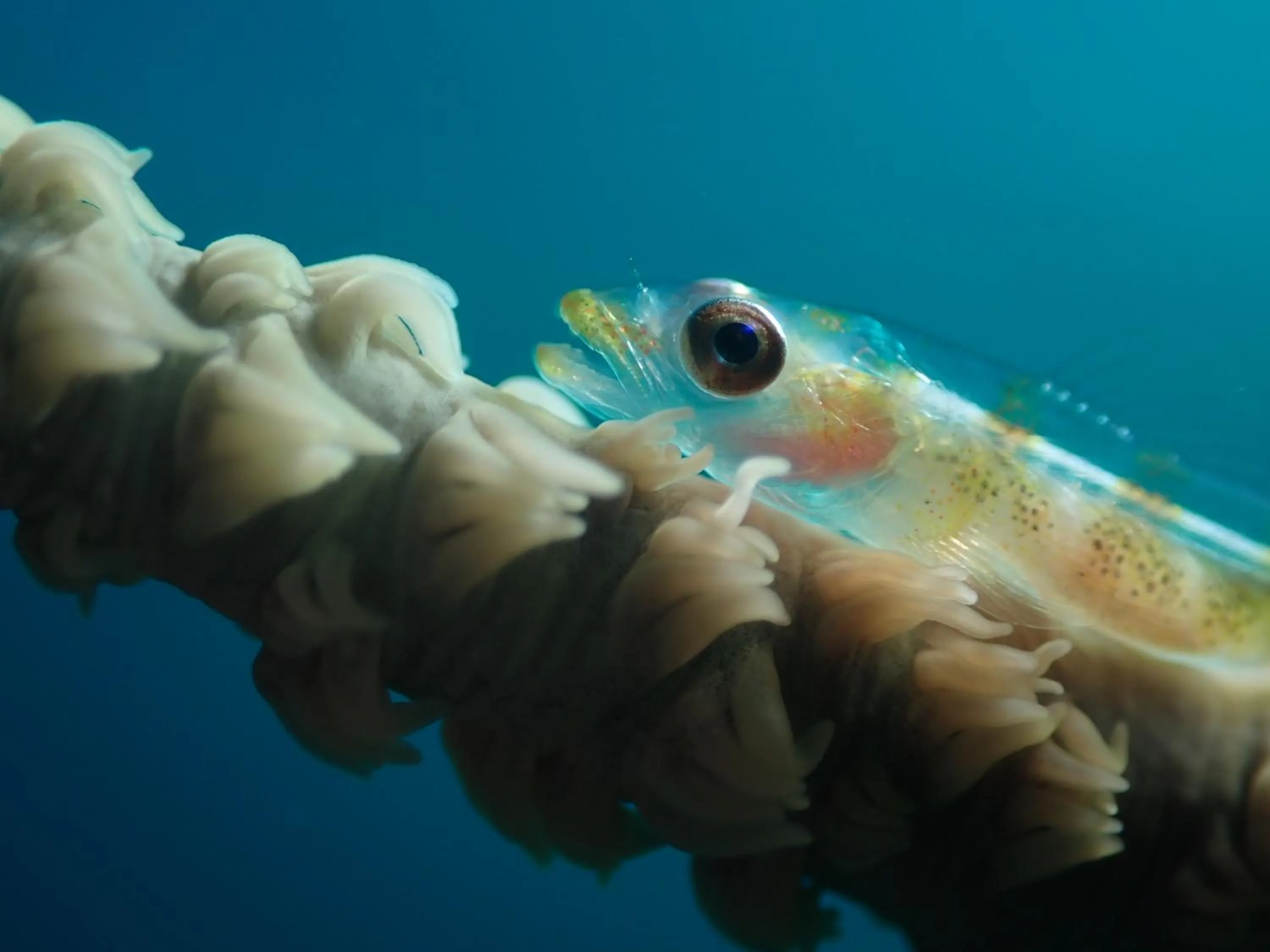 Snorkeling in Tinaoog Beach Resort