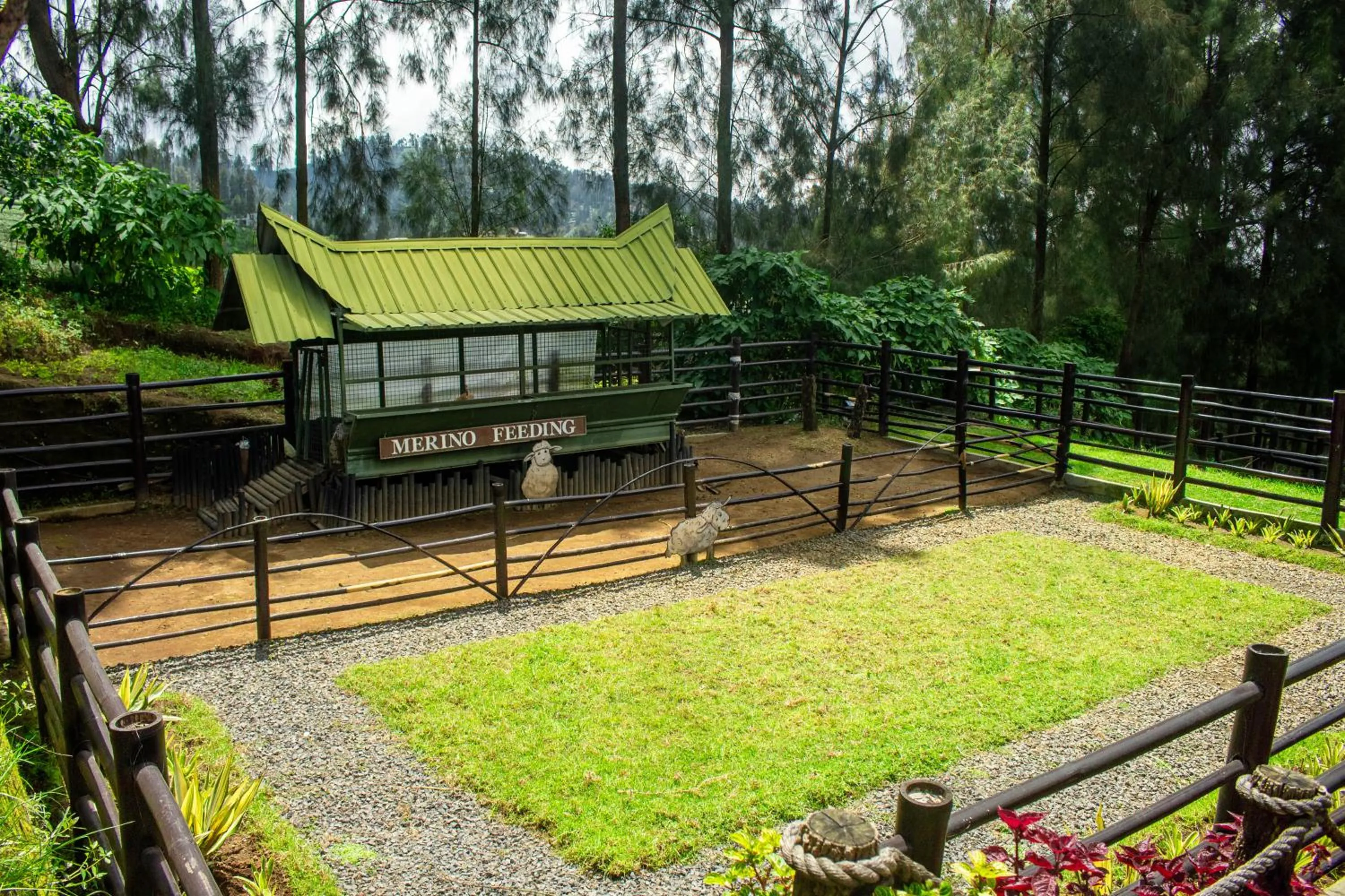 Animals in Plataran Bromo