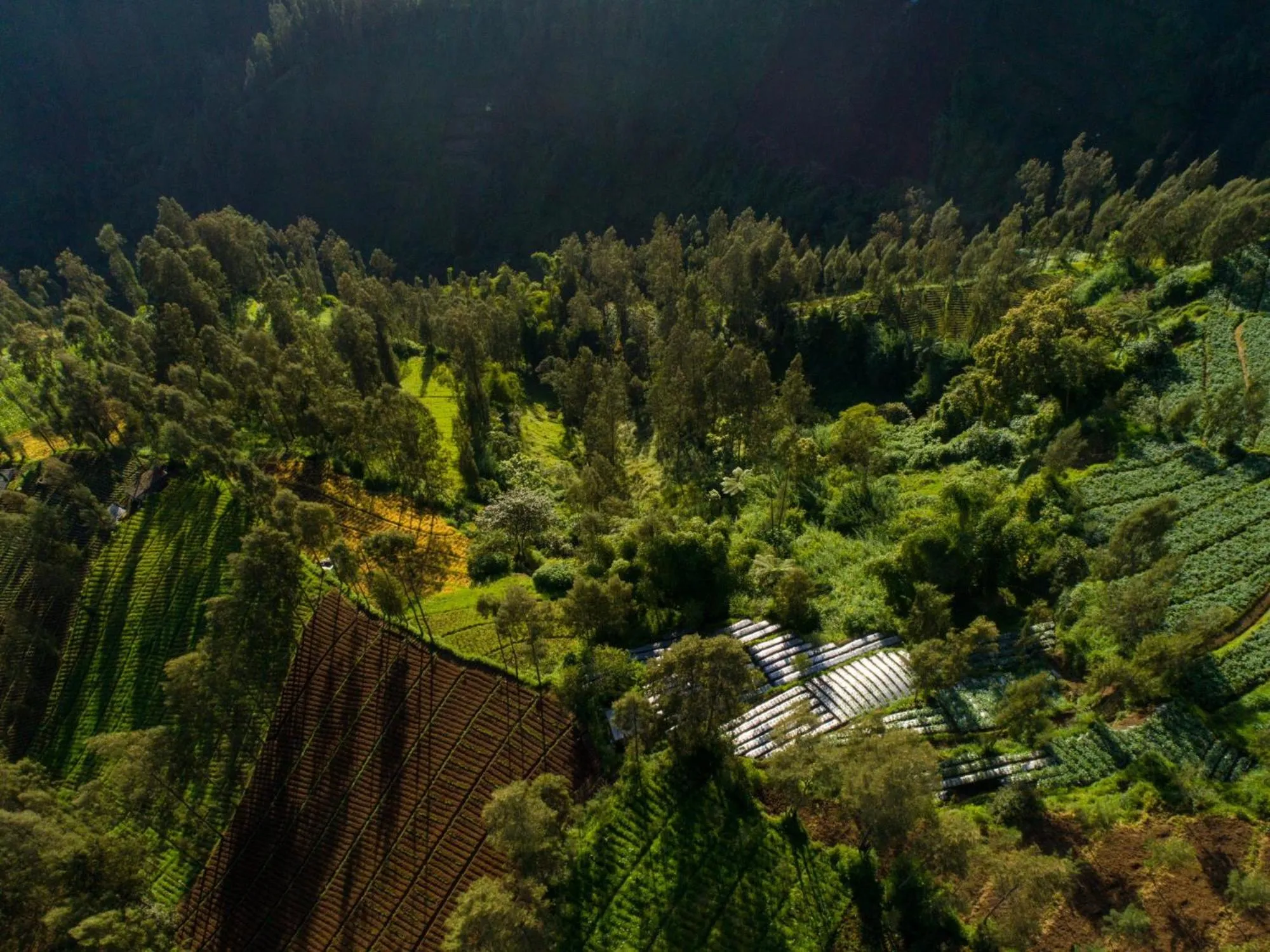 Natural landscape in Plataran Bromo