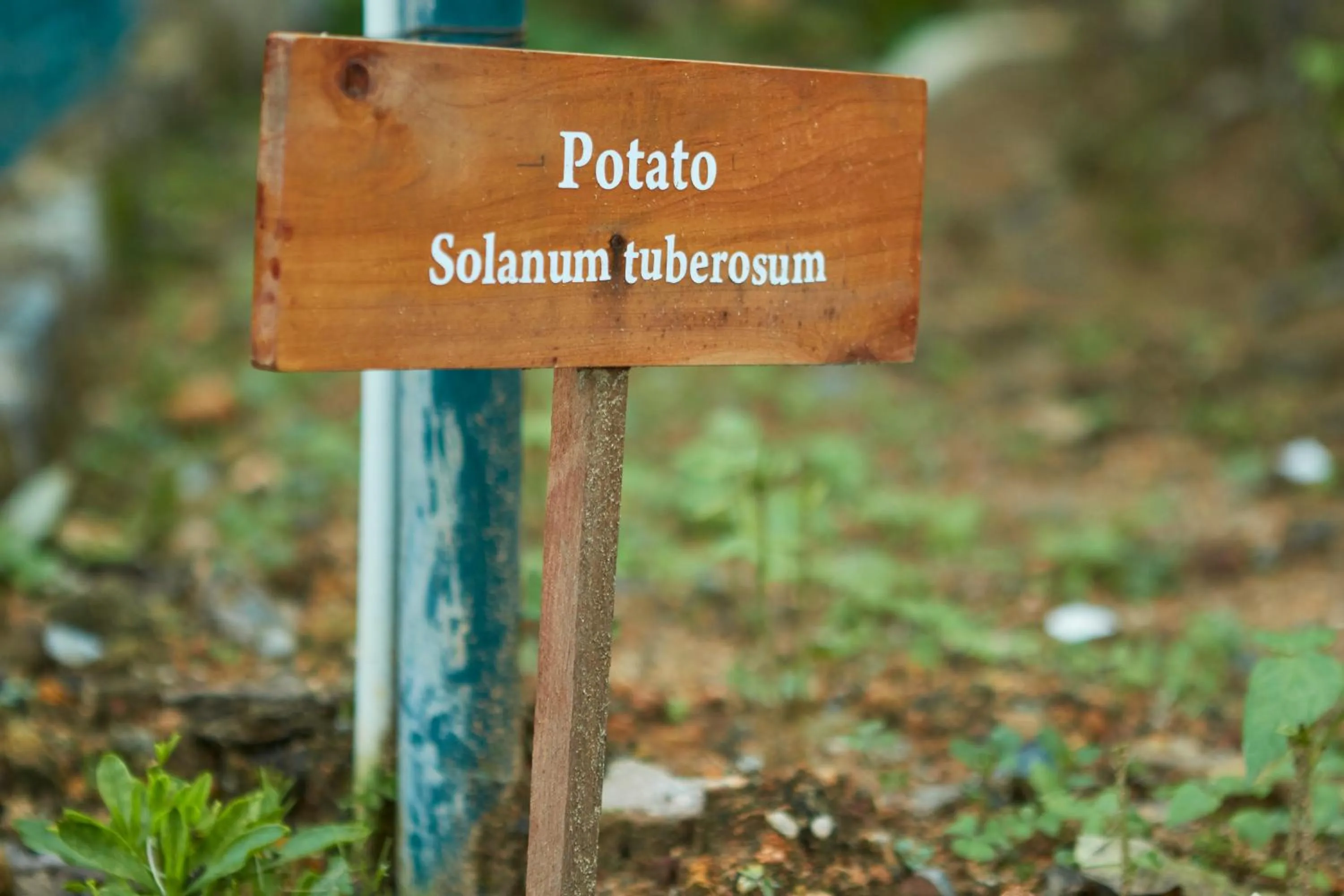 Garden in Manor House Bandarawela By Seven Angels