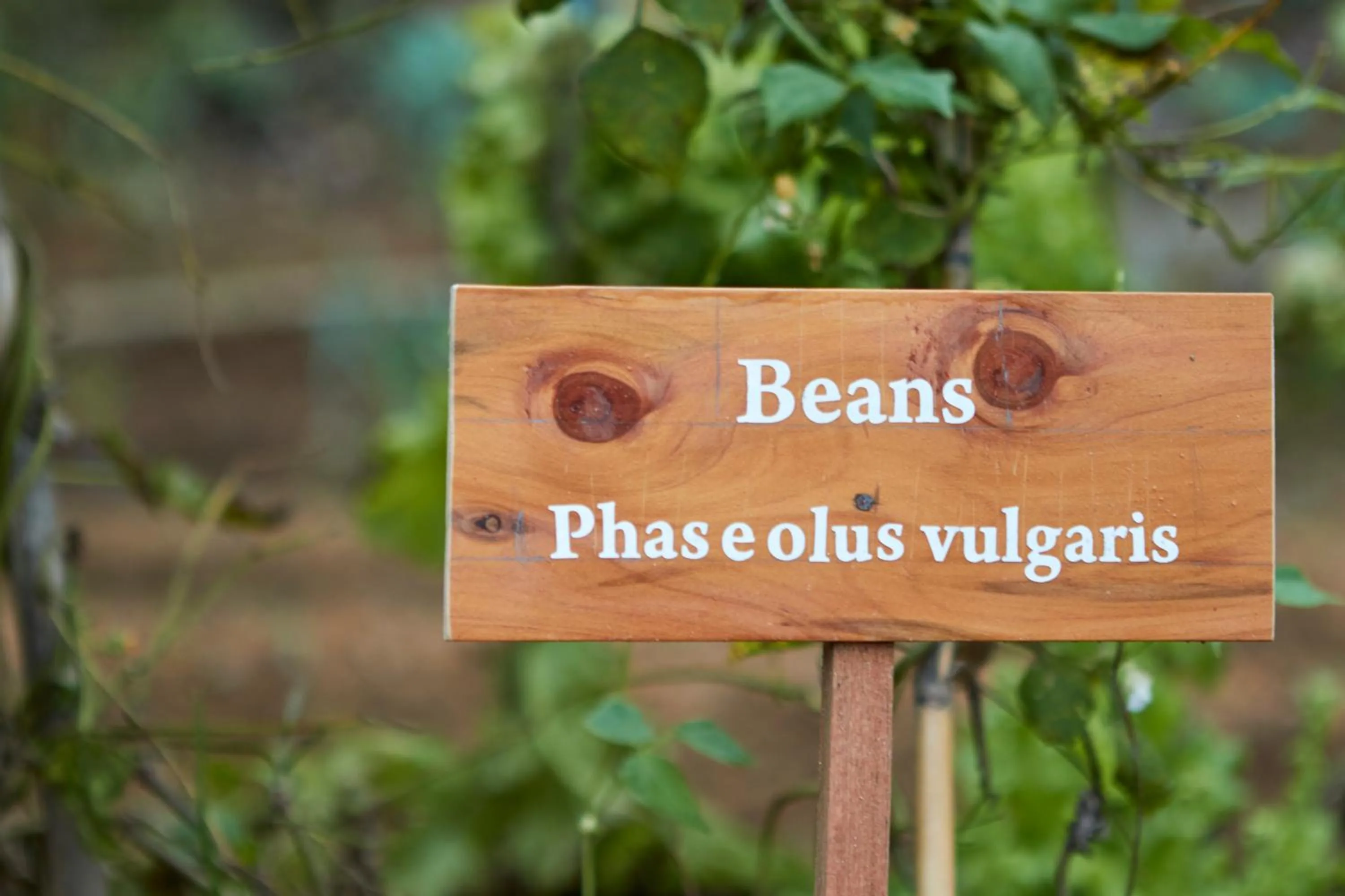 Garden in Manor House Bandarawela By Seven Angels