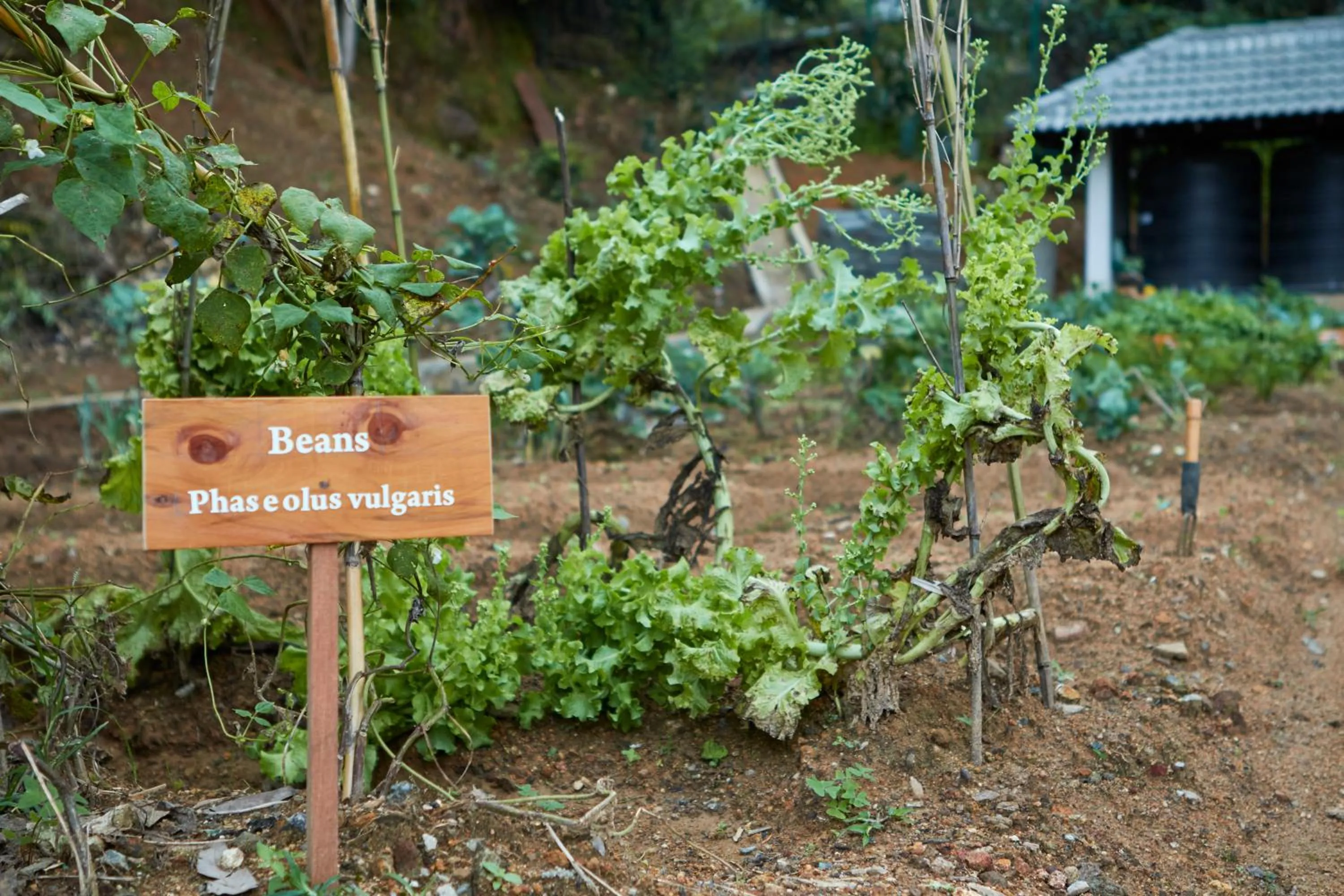Garden in Manor House Bandarawela By Seven Angels