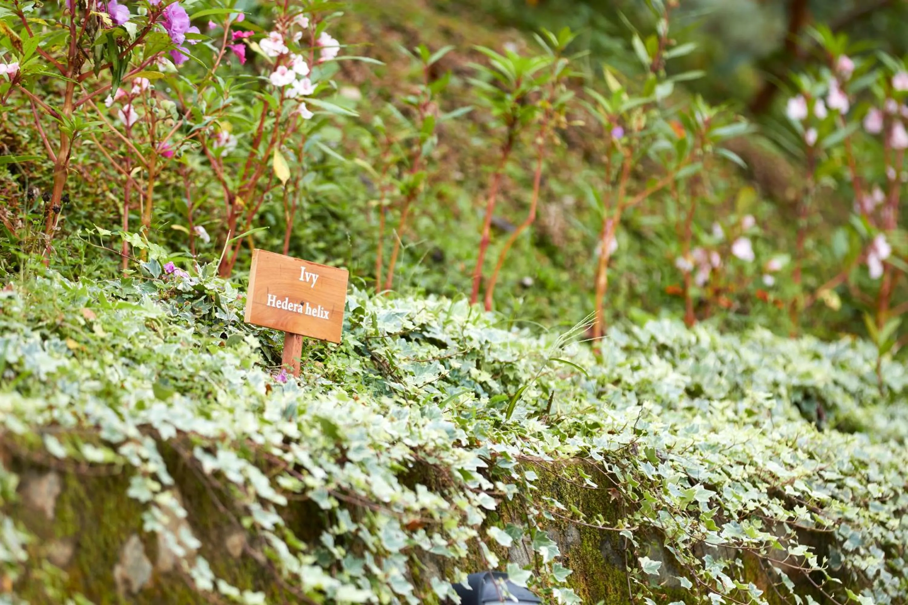 Garden in Manor House Bandarawela By Seven Angels