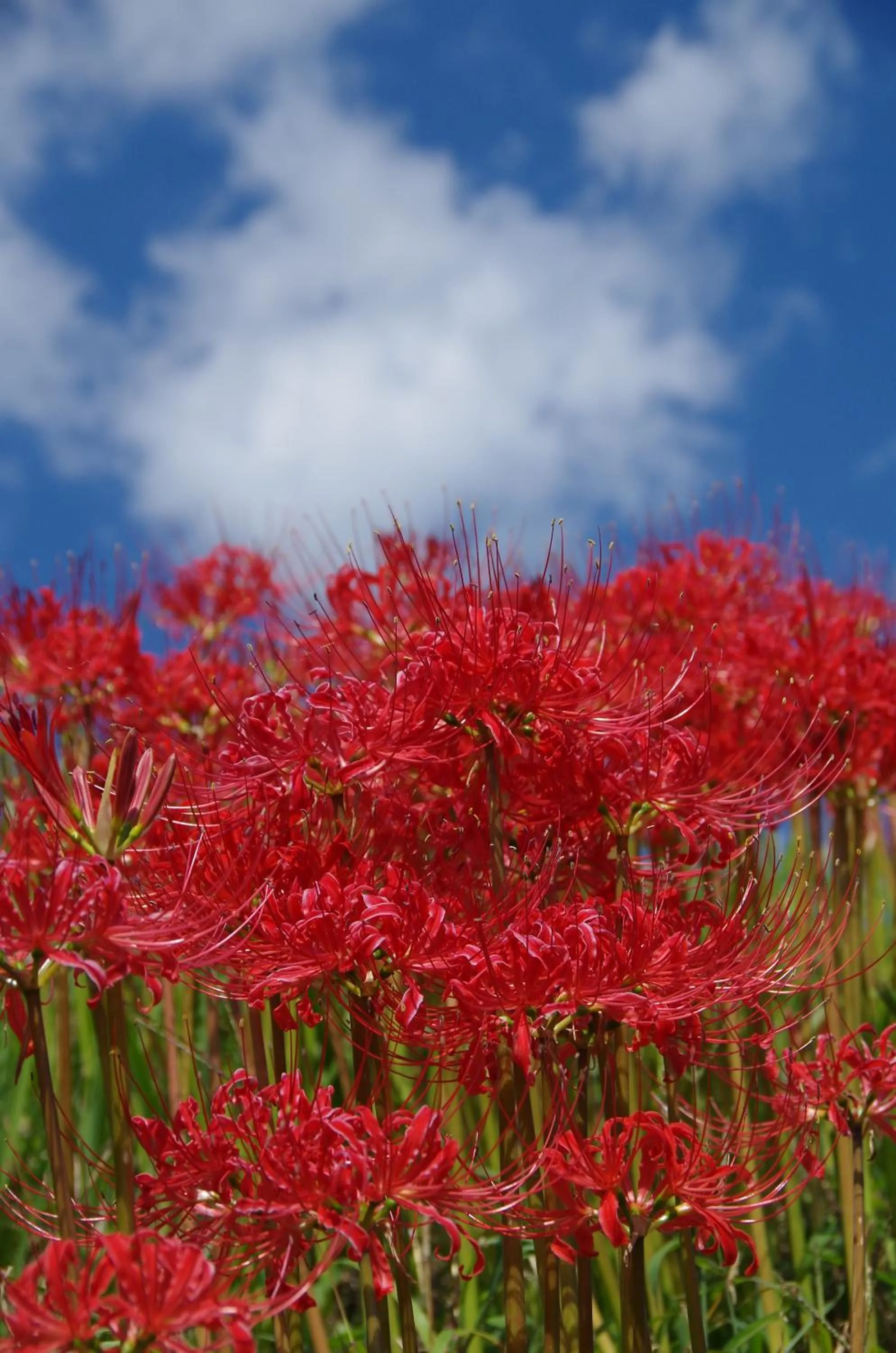 Off site in Ryoso Chatani