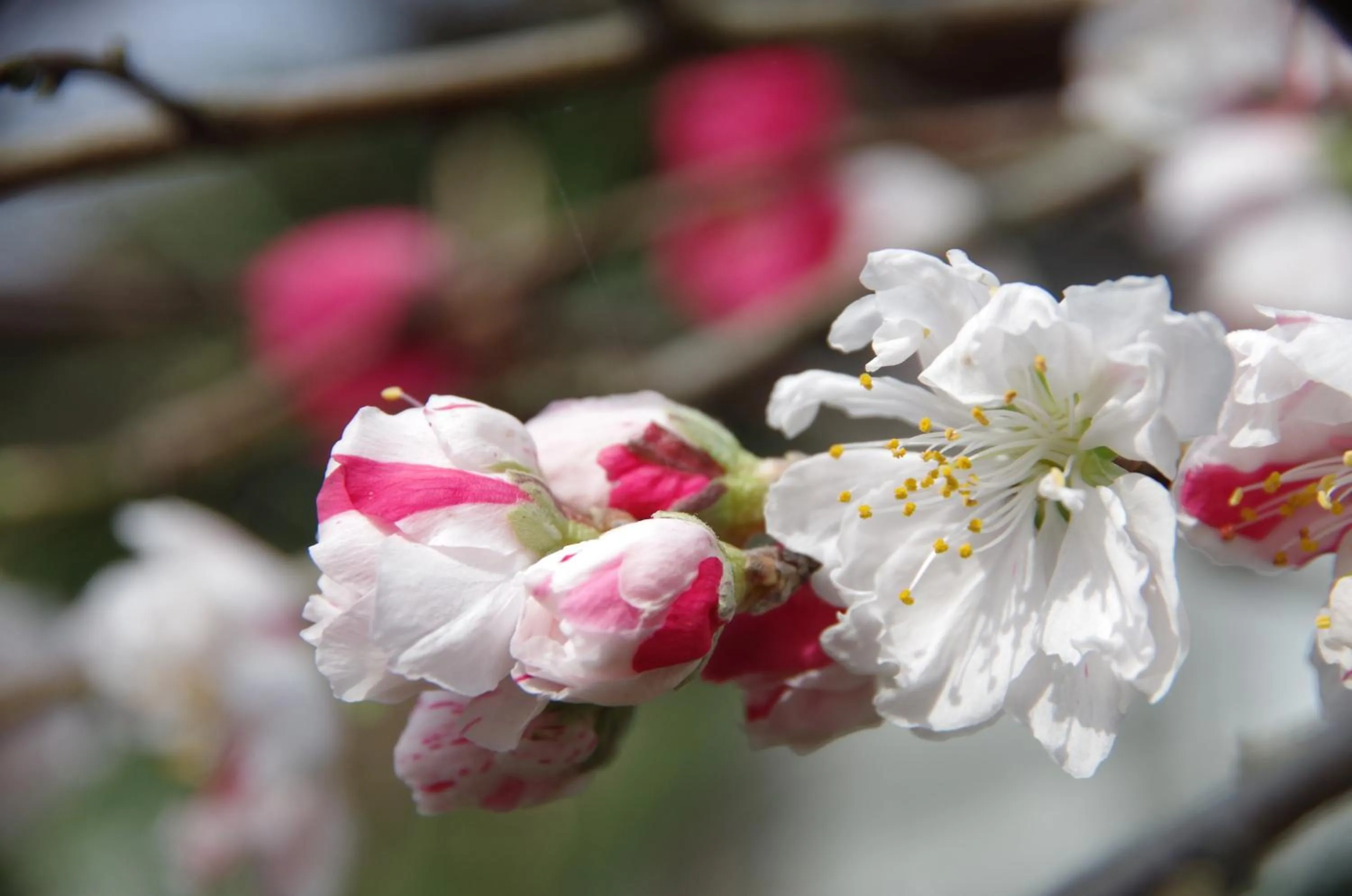 Spring in Ryoso Chatani