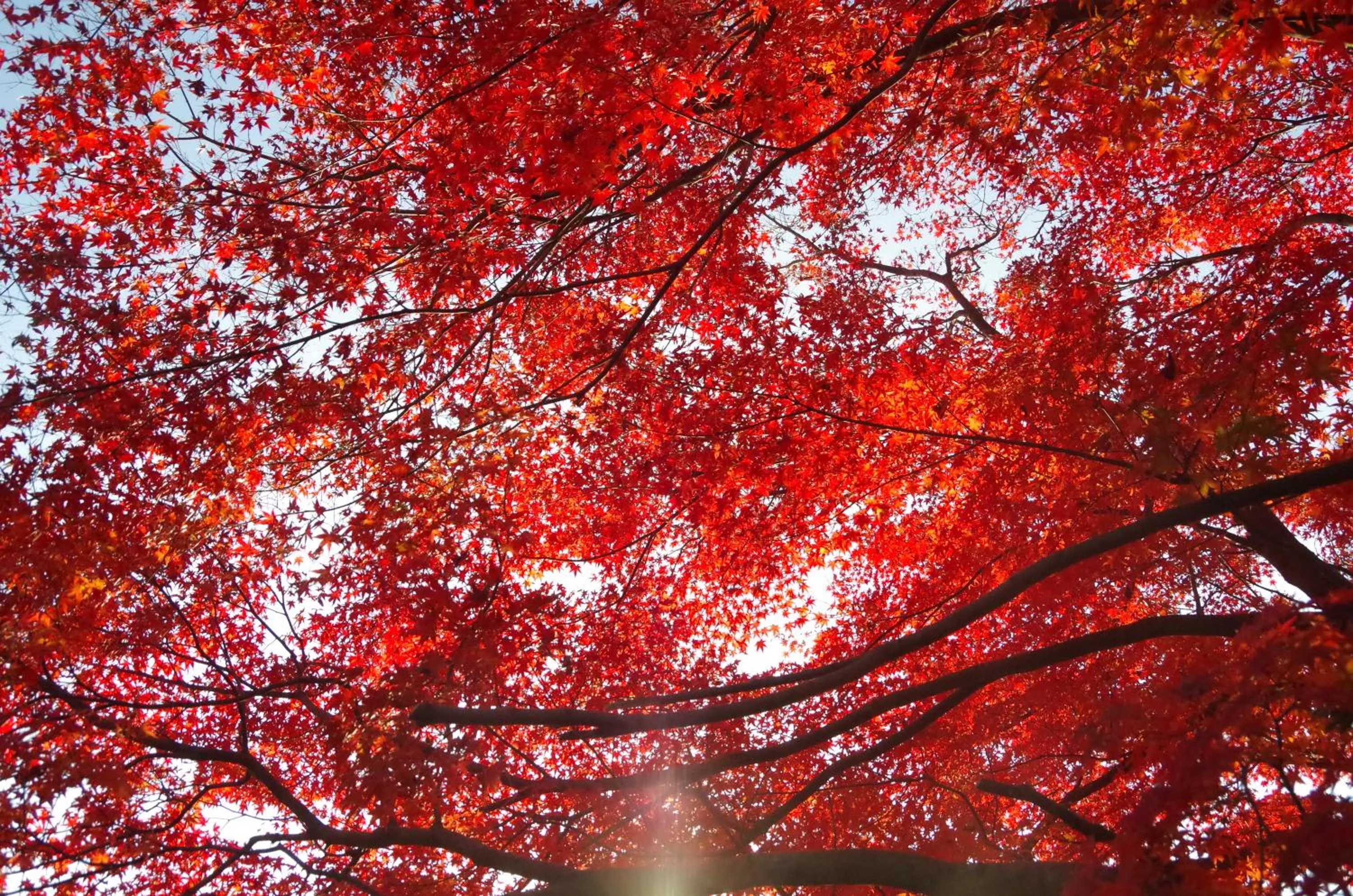 Off site in Ryoso Chatani