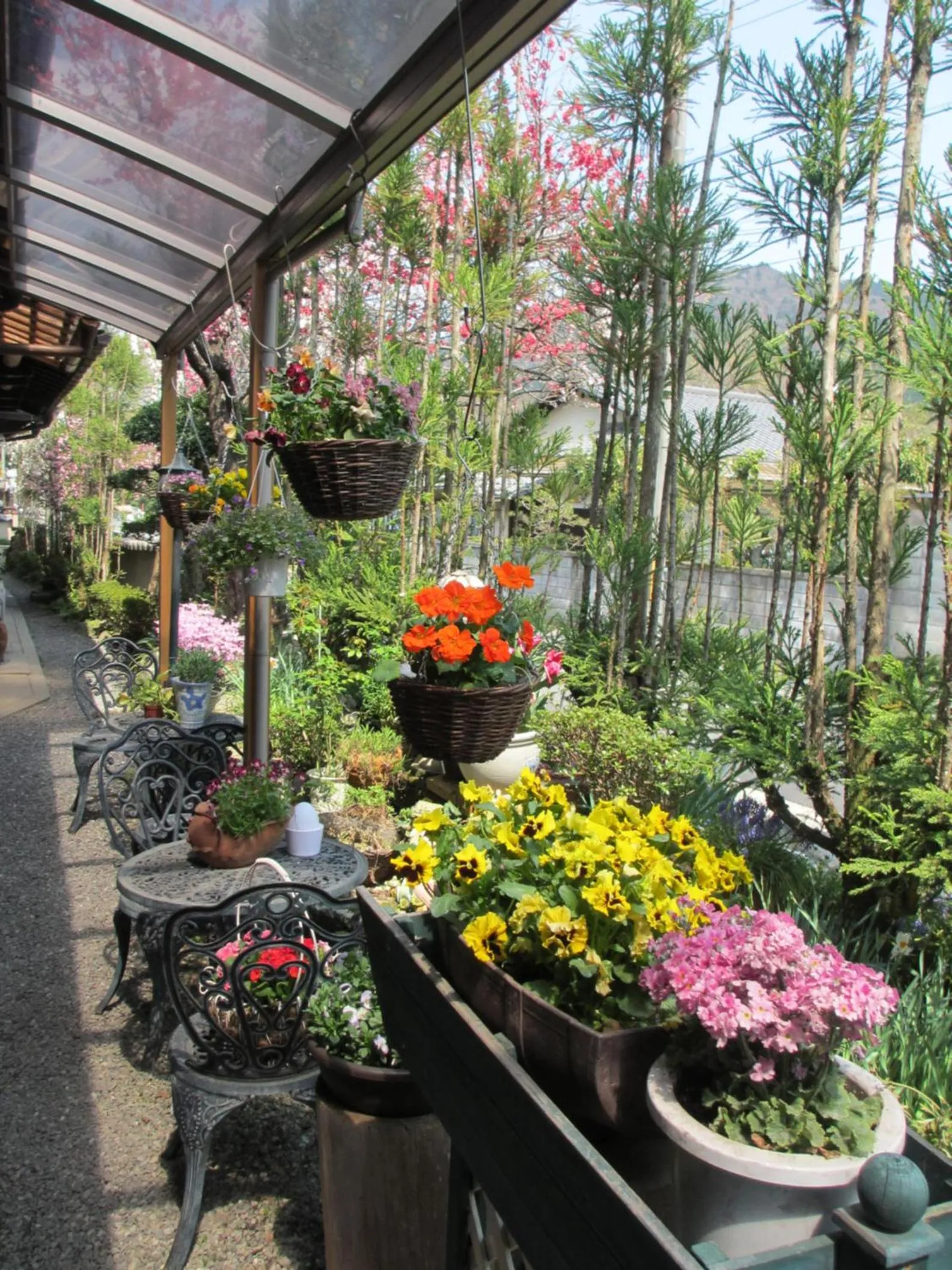 Spring in Ryoso Chatani