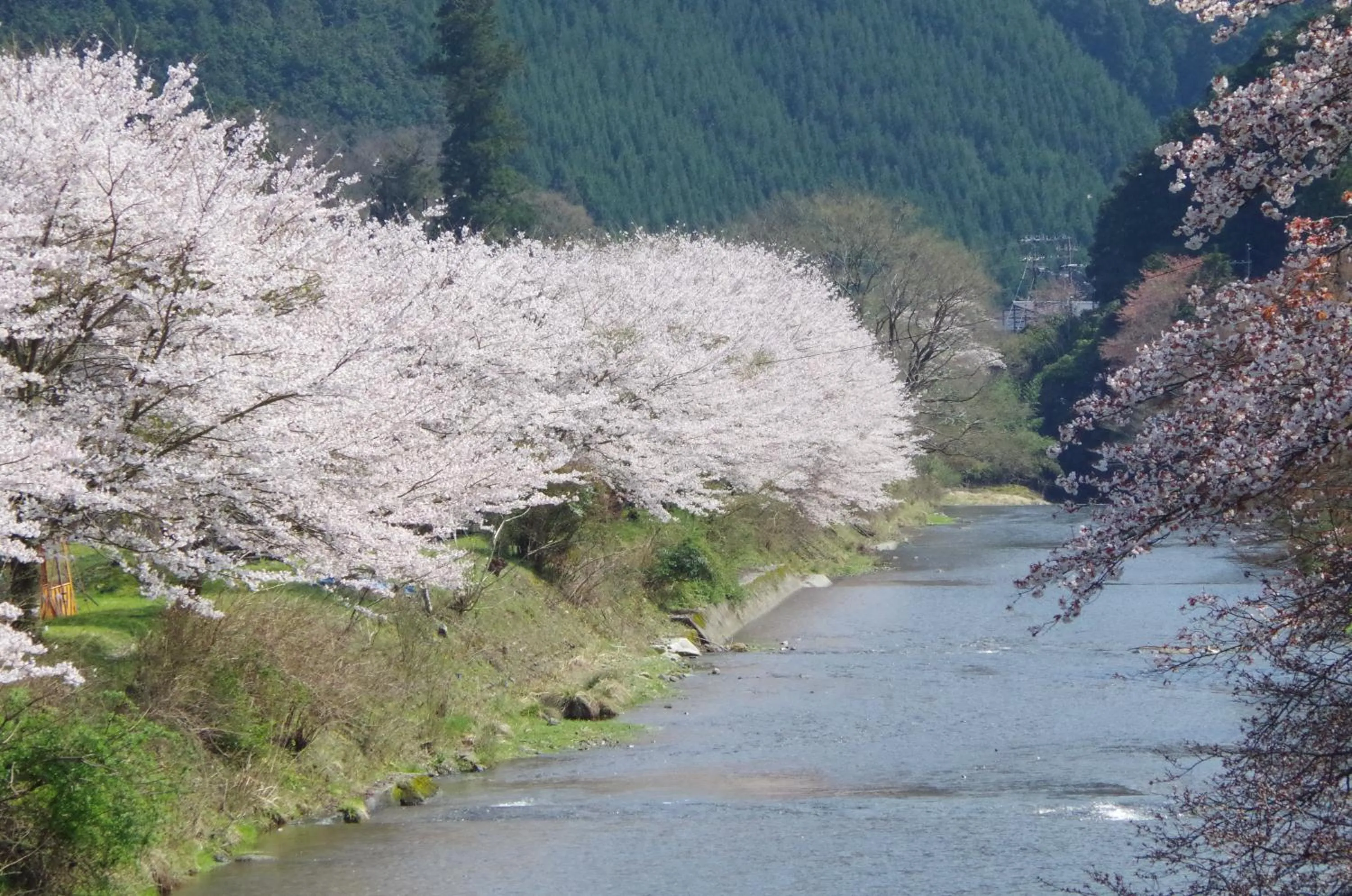 Spring in Ryoso Chatani