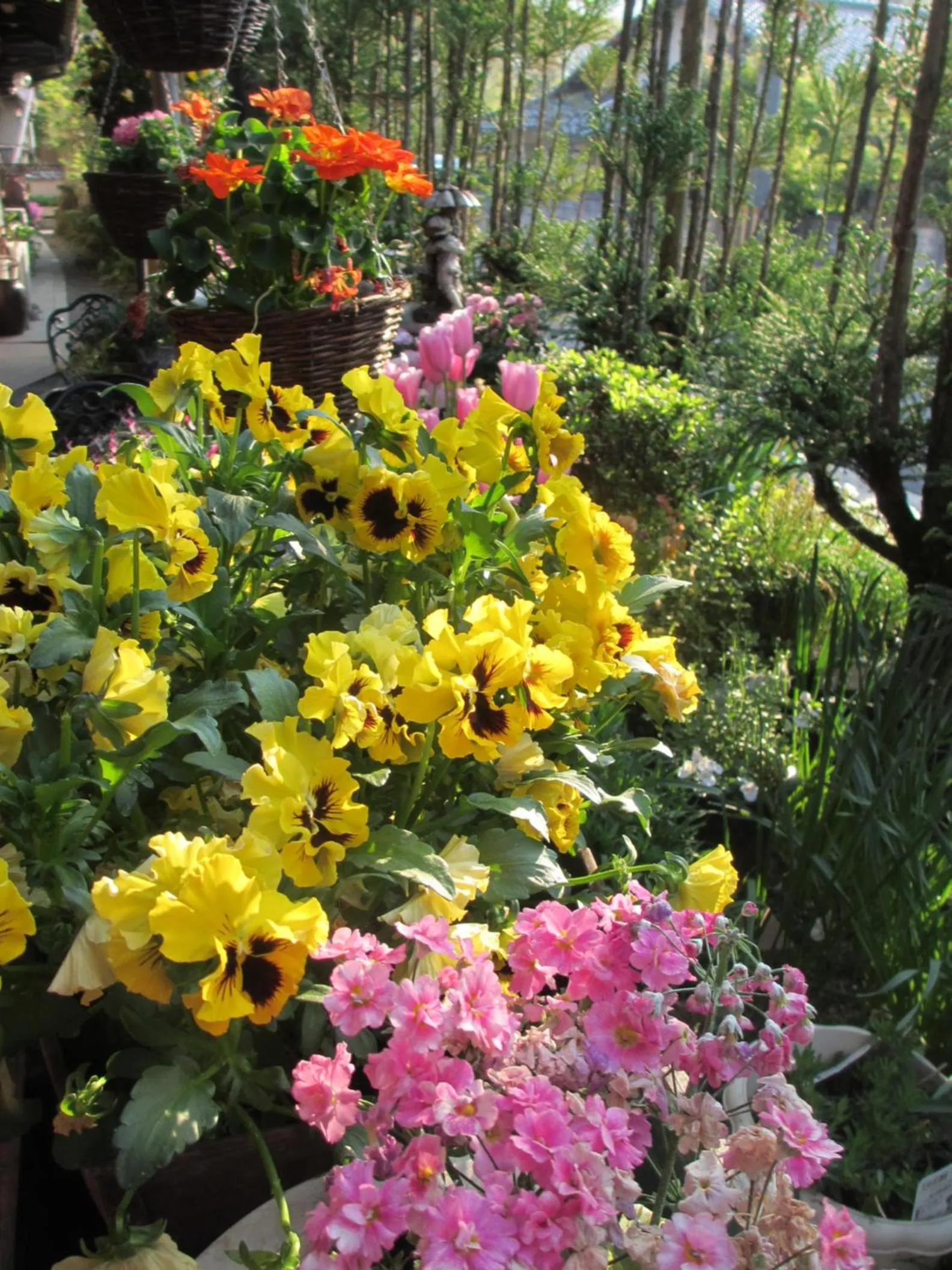 Spring in Ryoso Chatani