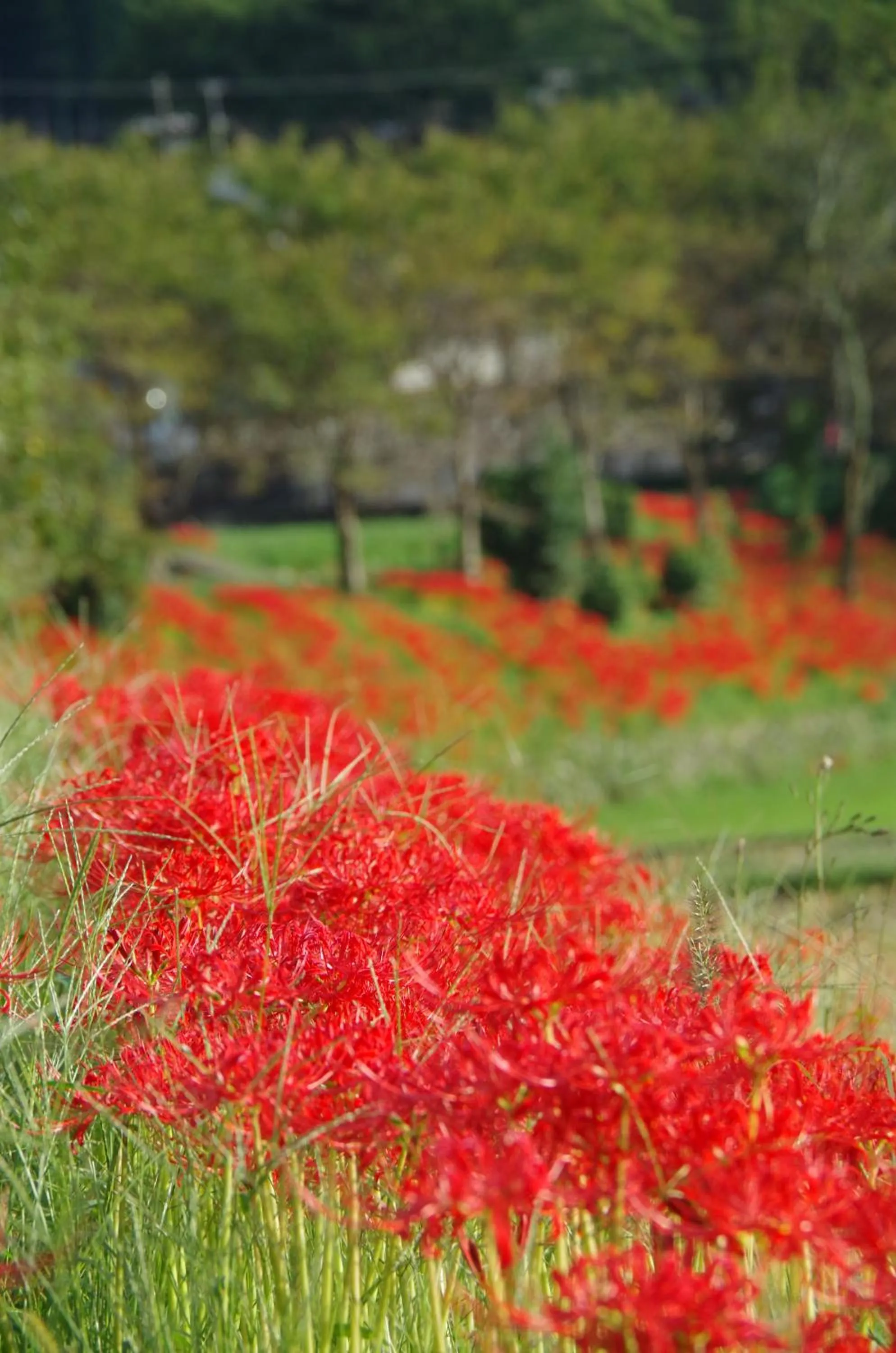 Off site in Ryoso Chatani