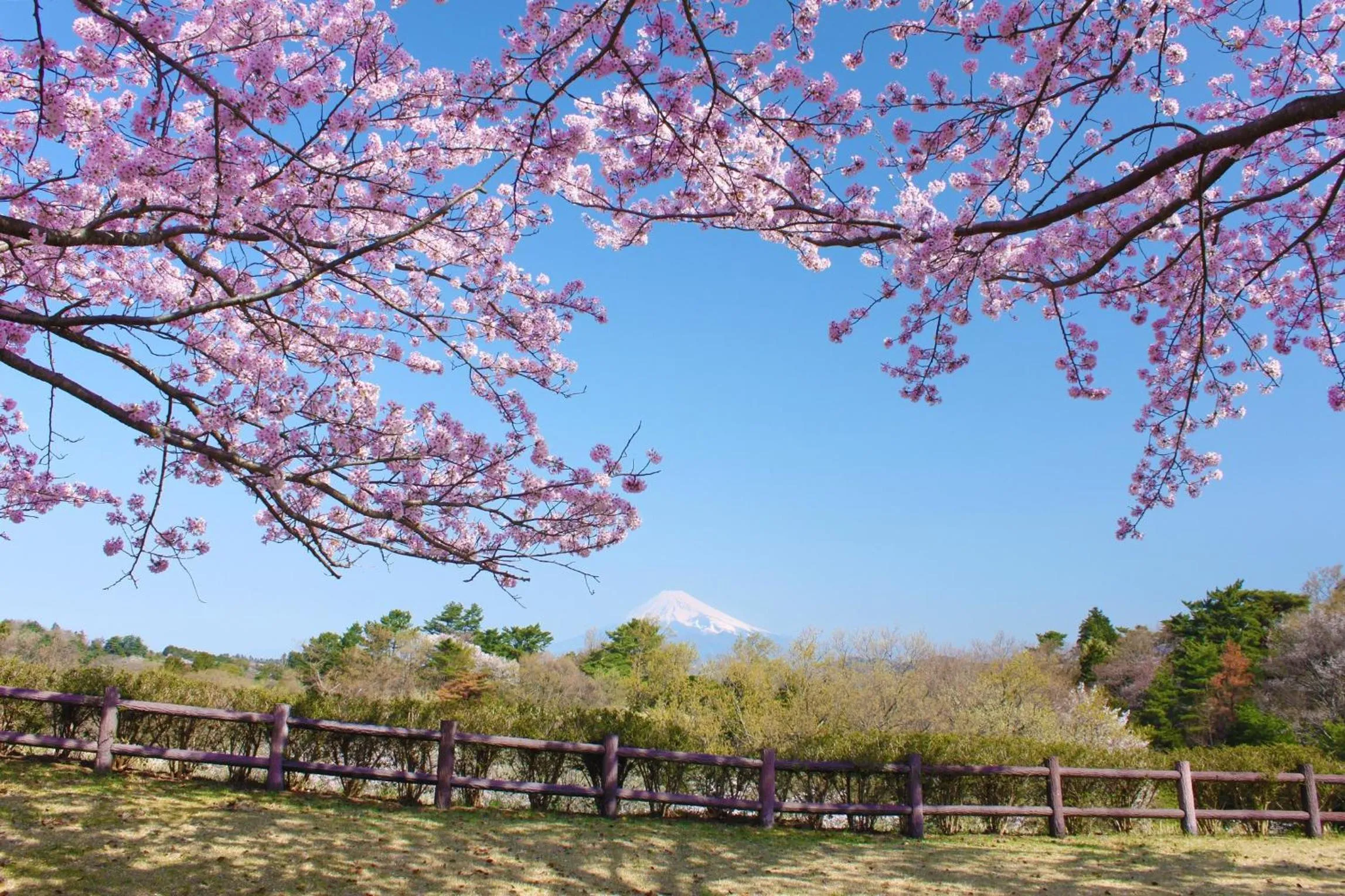 Area and facilities in Laforet Shuzenji Sanshisuimei